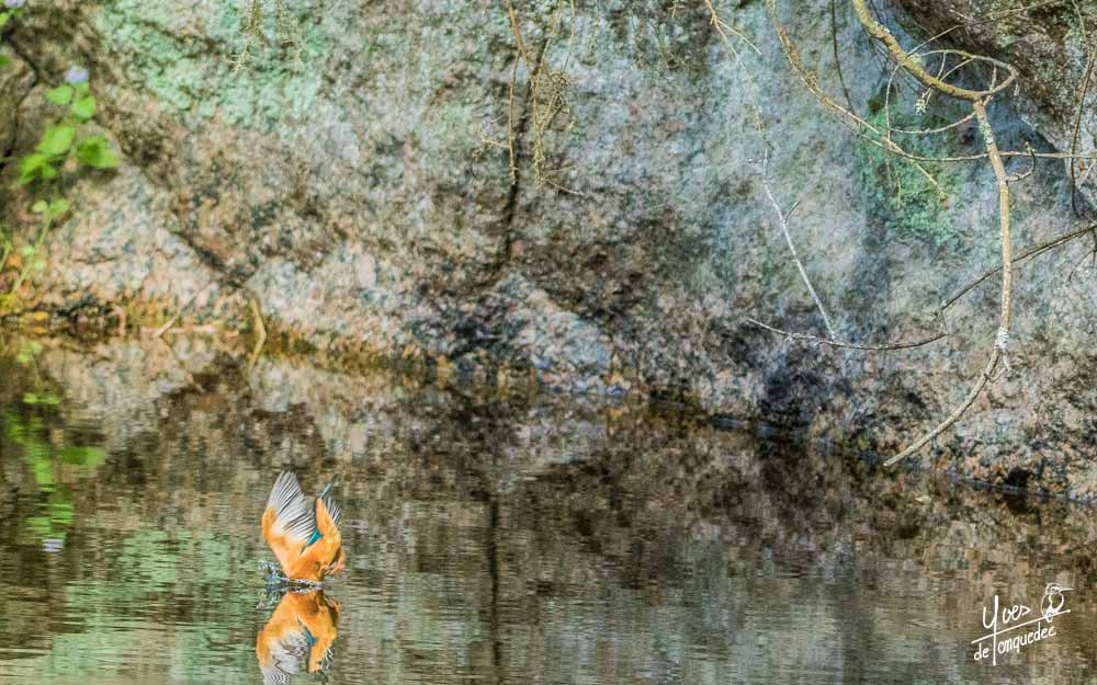 Le plongeon du Martin-pêcheur d'Europe...