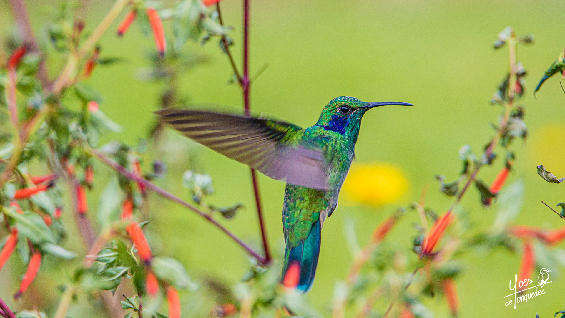 Colibri thalassin prend la pose ... en vole