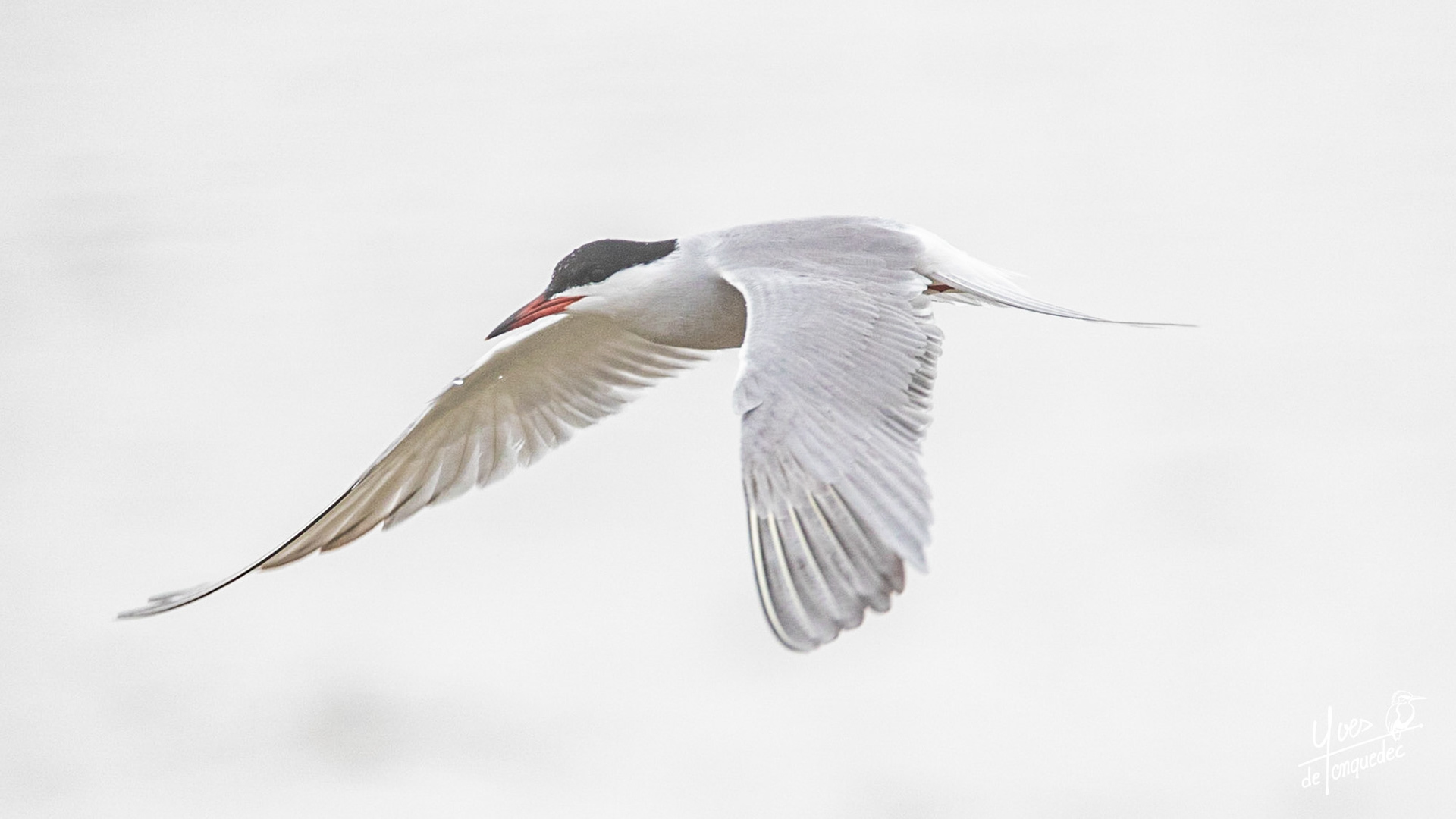 Dans la brume, sortant du grain, la Sterne pierregarin