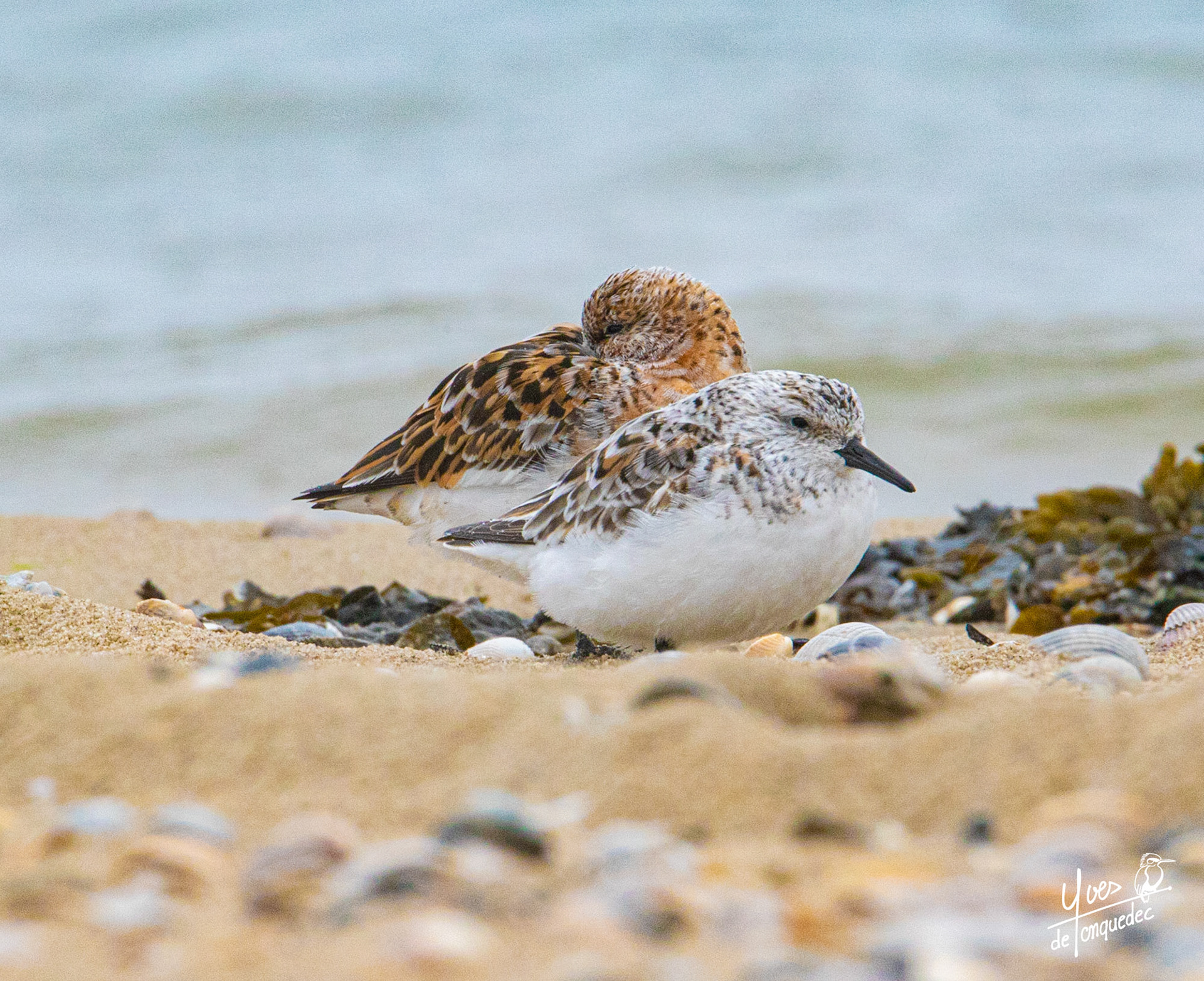 Deux Bécasseaux sanderling dans le grain