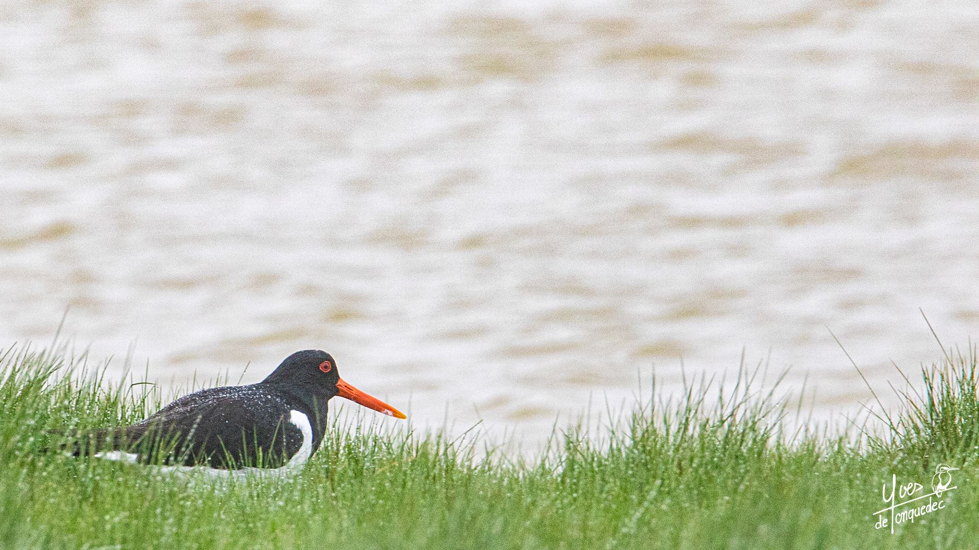 LHuitrier pie veille sur l'onde trouble du polder
