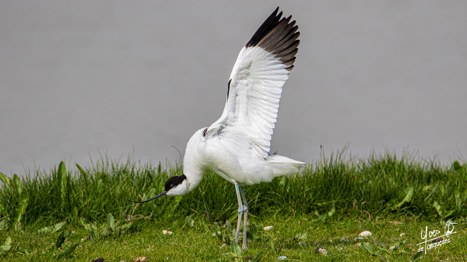 L'Avocette élégante s'étire dans le soleil