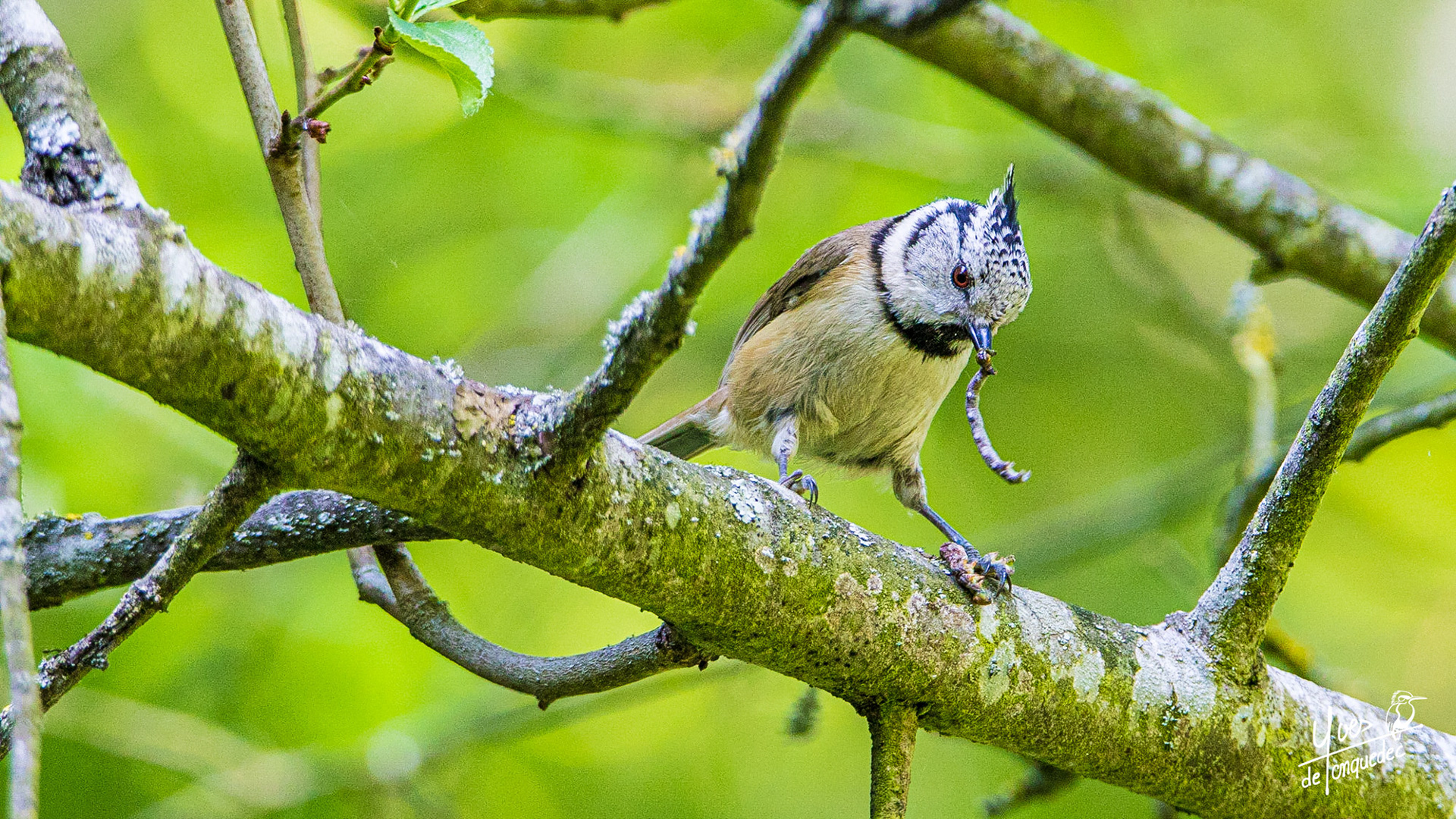 La Mésange huppée et sa proie