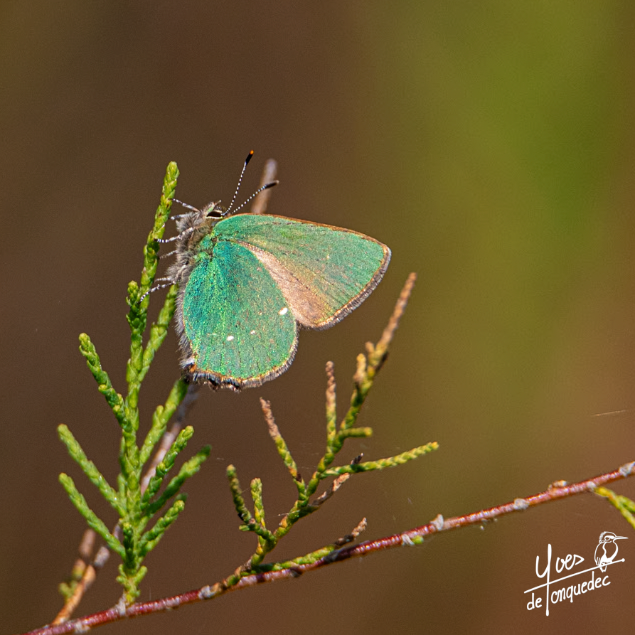 Thécla des ronces en goguette