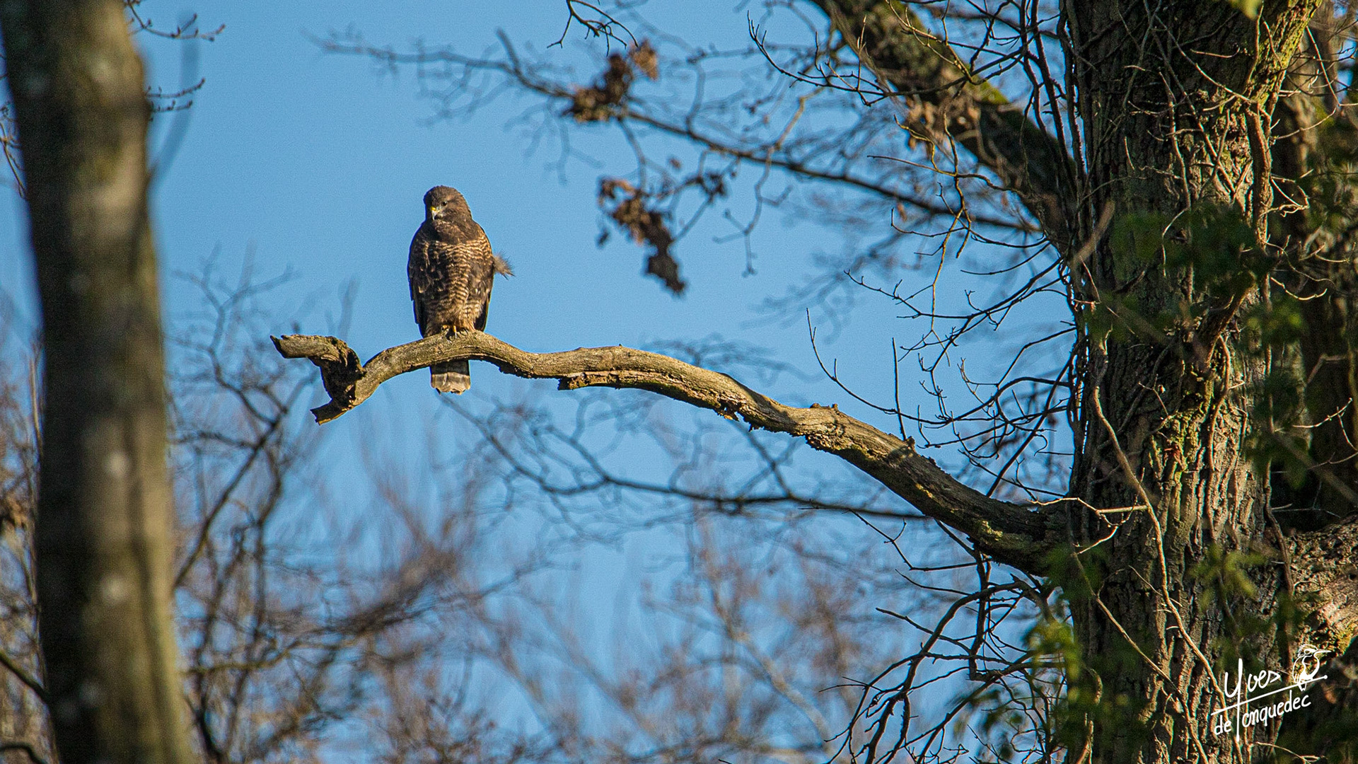 La Buse variable à son poste de guet