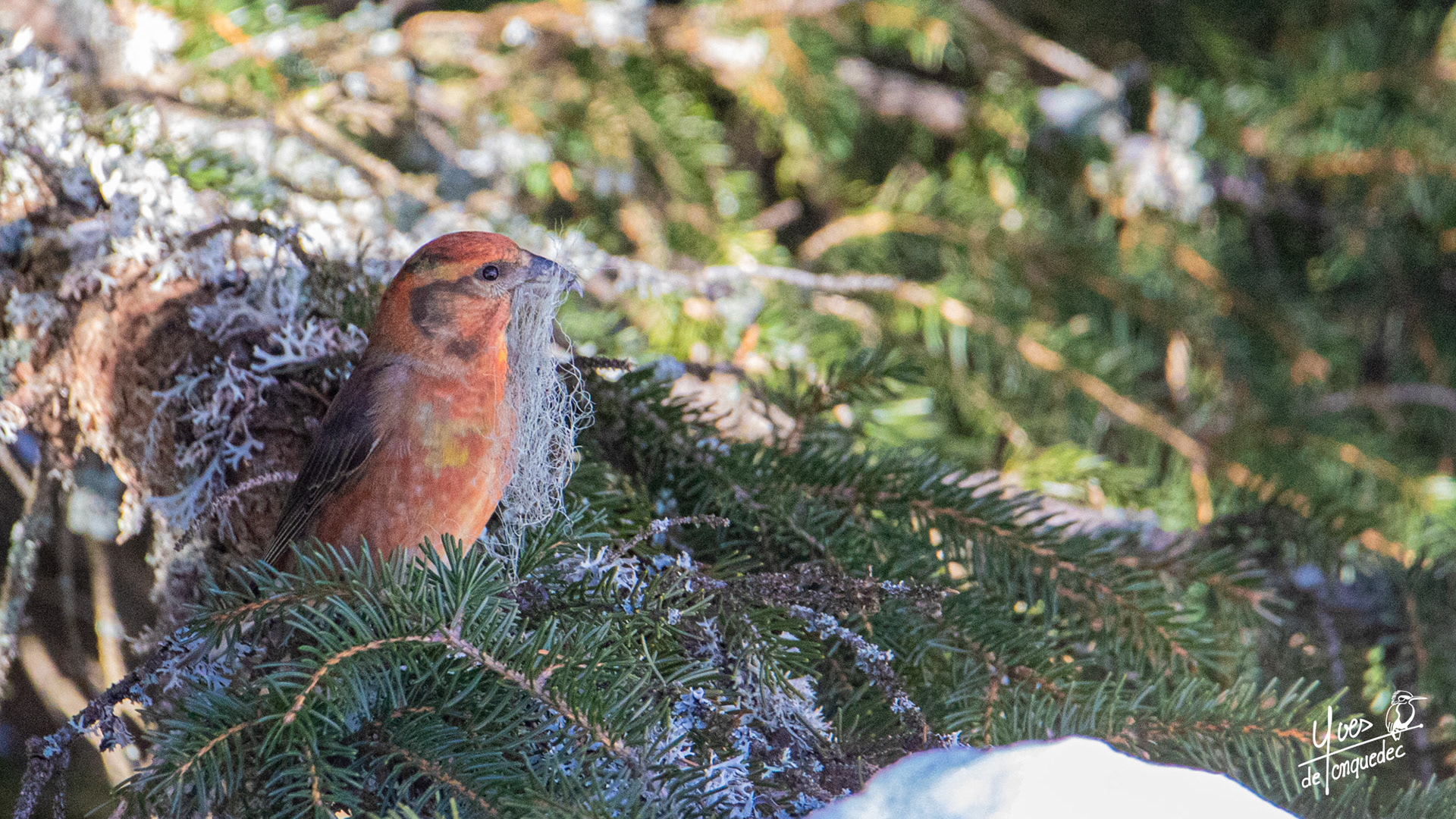 Un Bec-croisé des sapins collectant du lichen