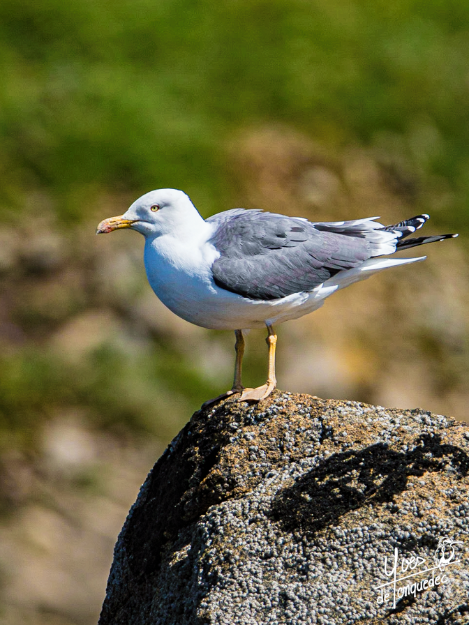 Goéland brun en pause