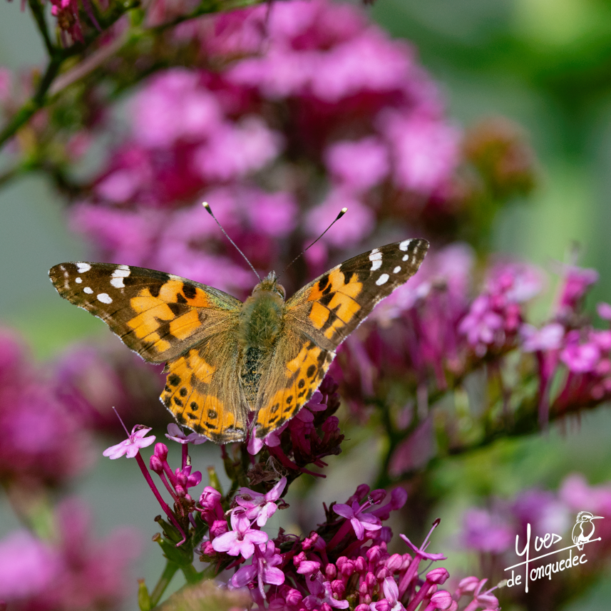 Belle dame sur Valériane rouge