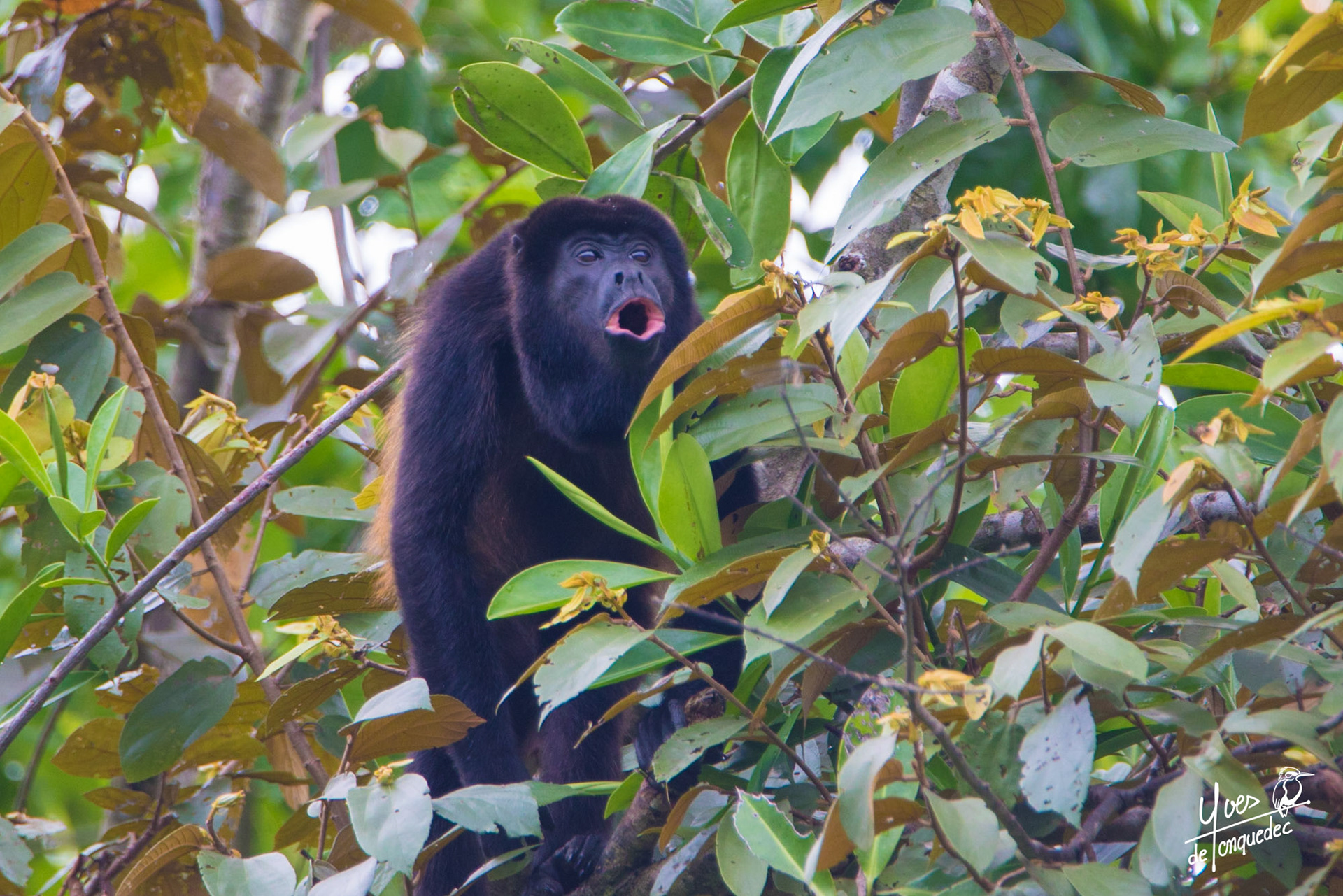 Le vieux Singe hurleur bat le rappel des troupes