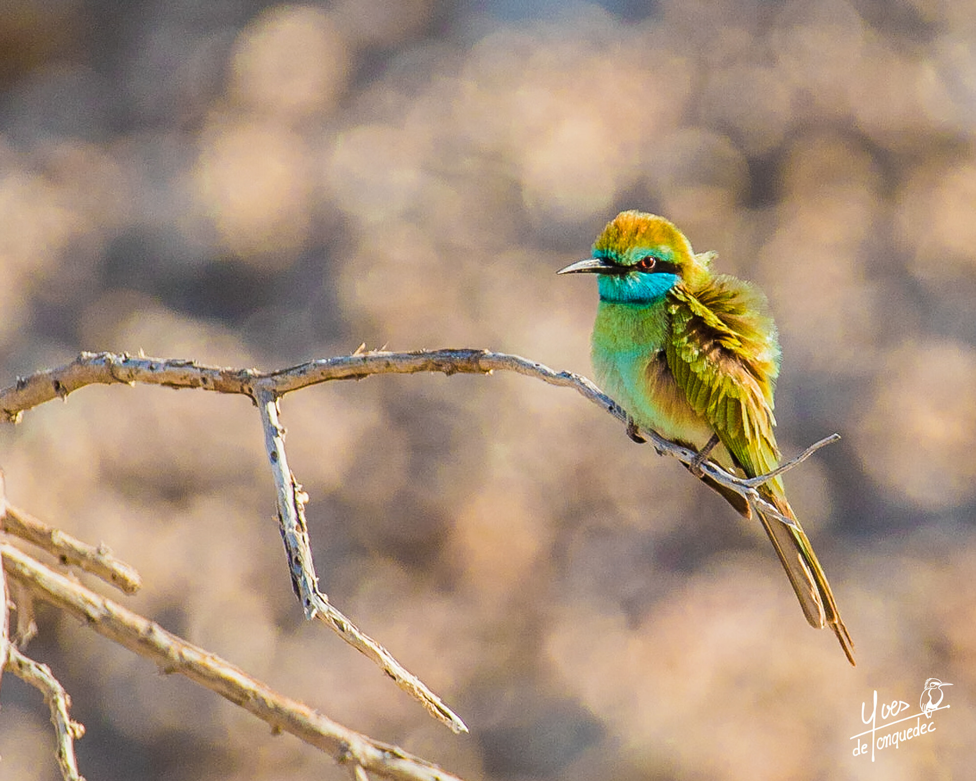 Guêpier d'Orient ébourifé au petit matin sur la lagune de Sour au Sultana d'Oman