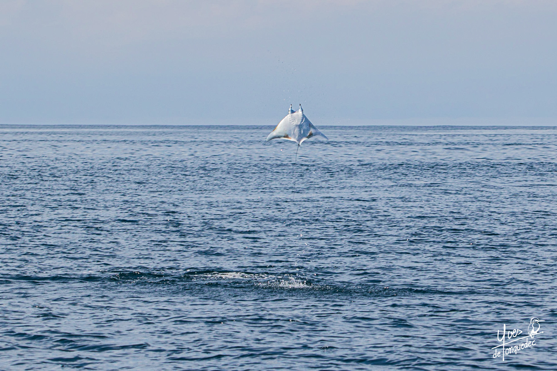 L'incroyable saut de la Raie manta