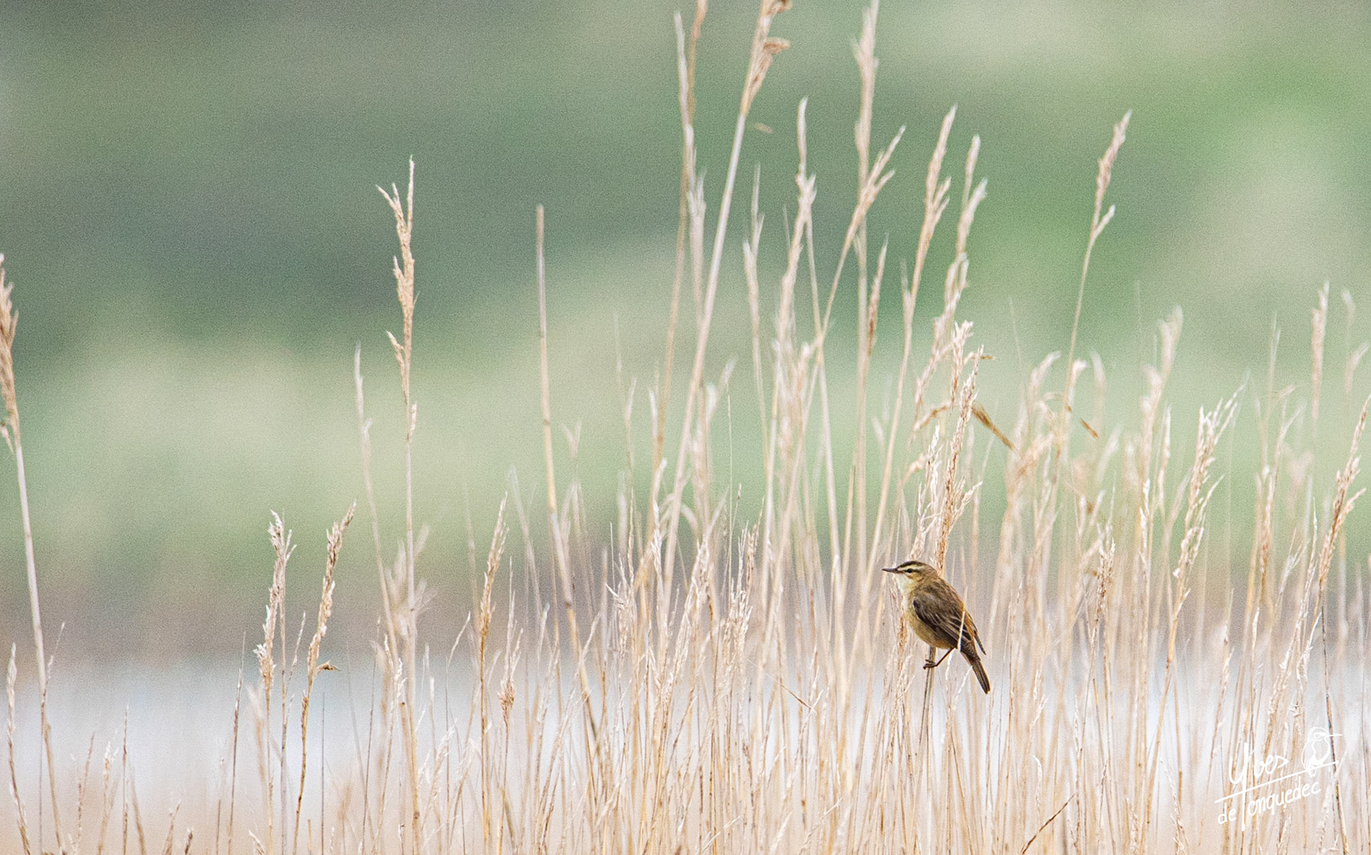 Le Phragmite des joncs fait une pose dans les roseaux