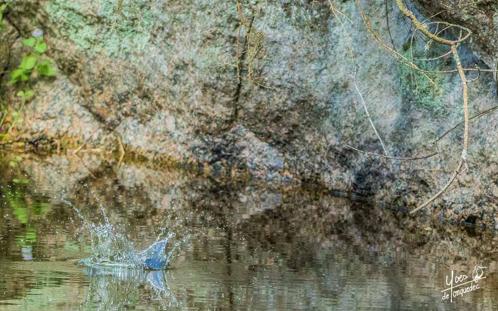Le plongeon du Martin-pêcheur d'Europe...