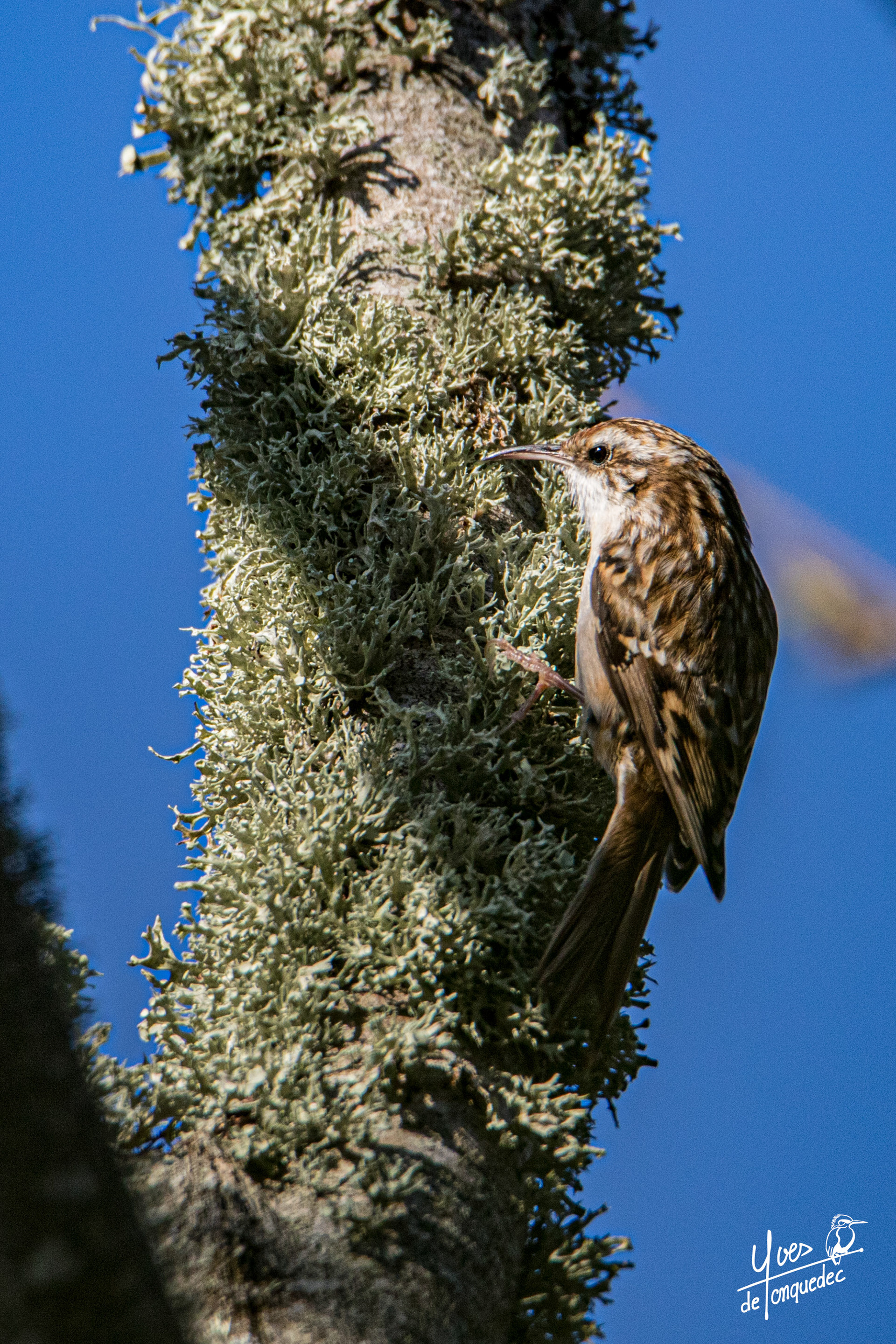 La discrète apparition du Grimpereau des jardins 
