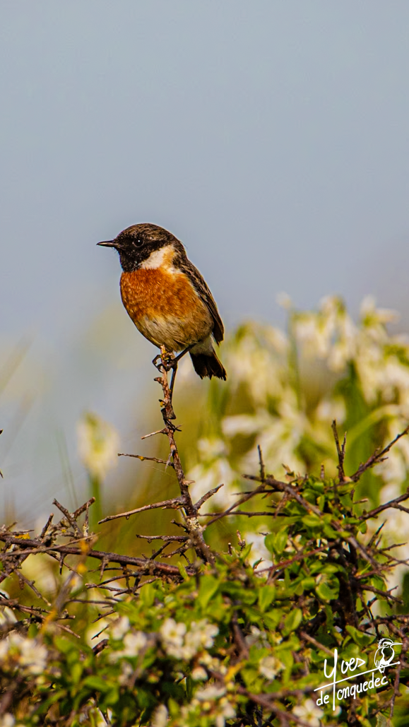 Tarier pâtre perché