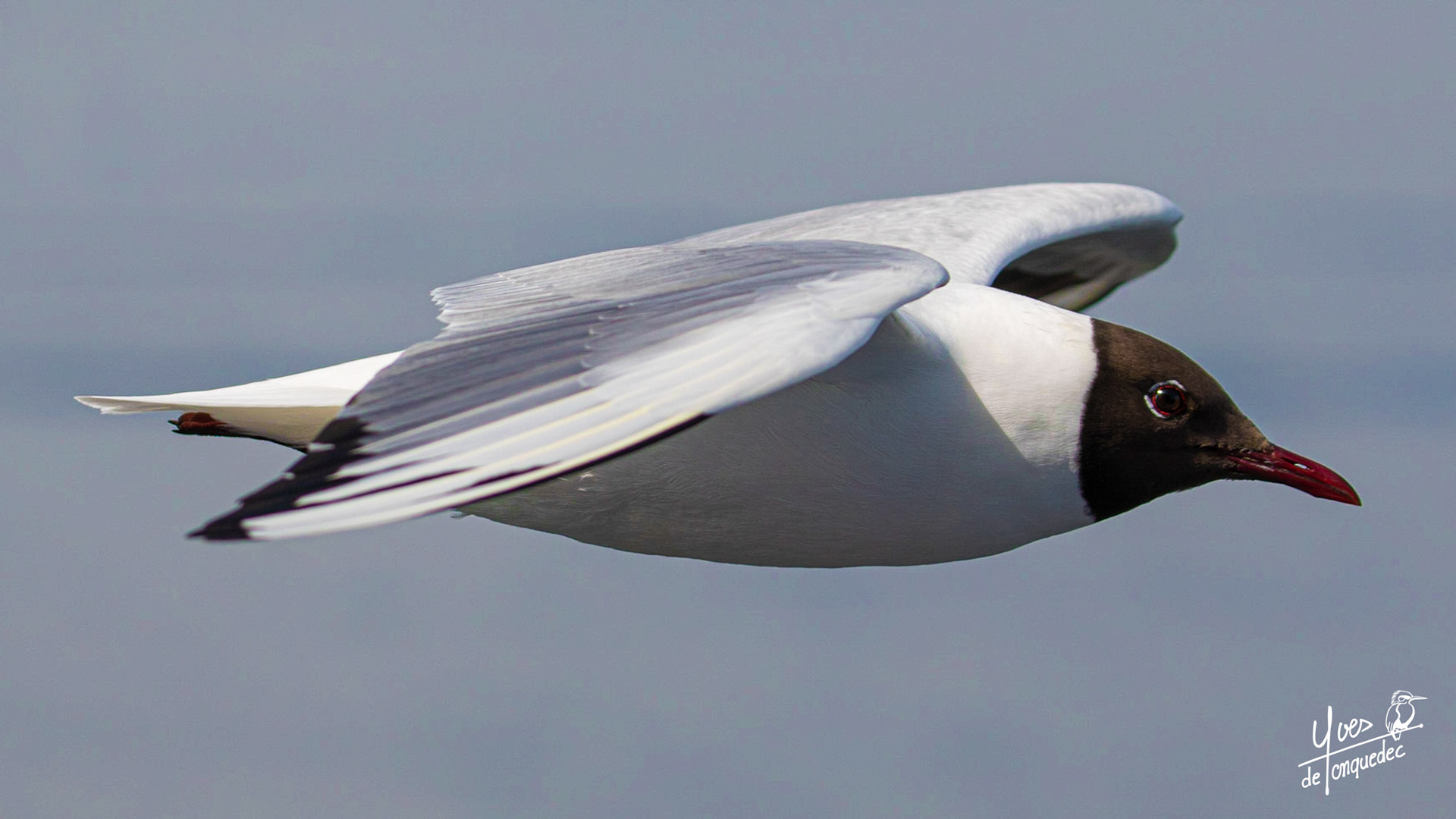 Coup d'œil de la Mouette rieuse, bienvenue à Texel