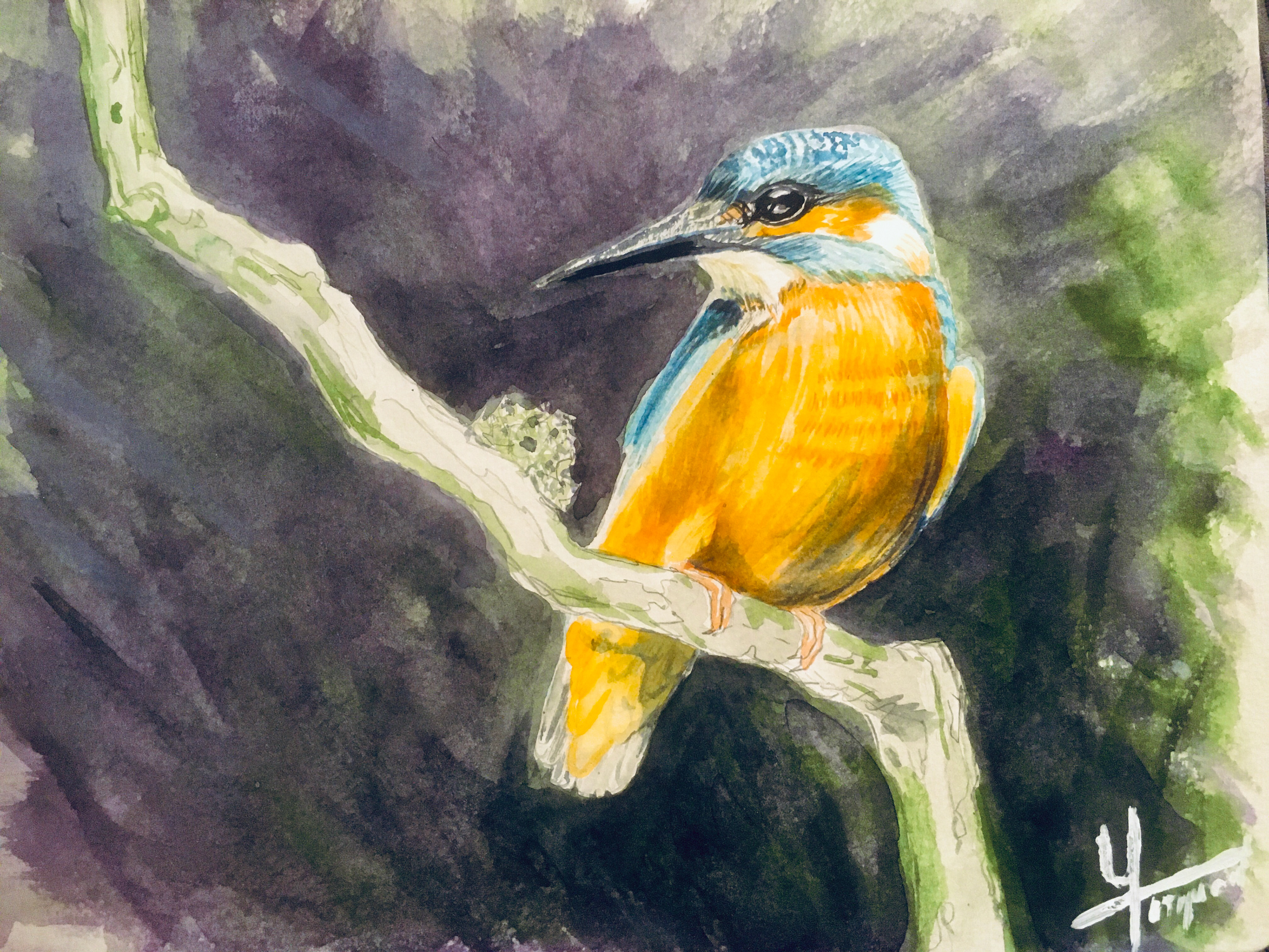 Martin-pêcheur sortant du bain - Aquarelle 2019