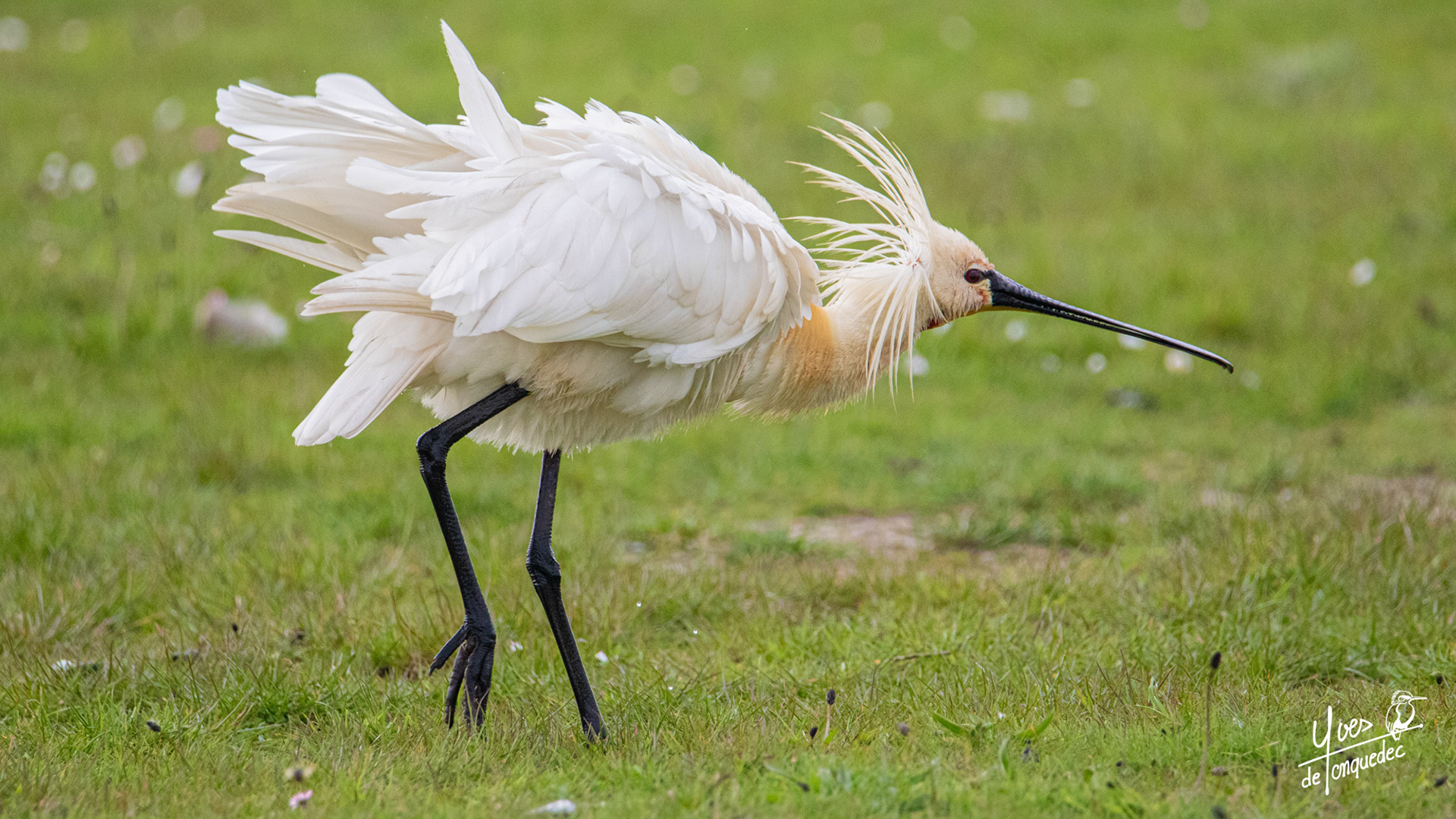 Après le bain la Spatule blanche s'ébroue dans le vent