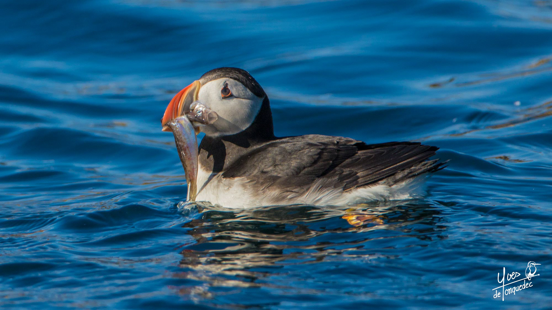 Macareux moine avec ses Merlans - le 13 juillet 2020 - 7 Îles  Perros Guirec