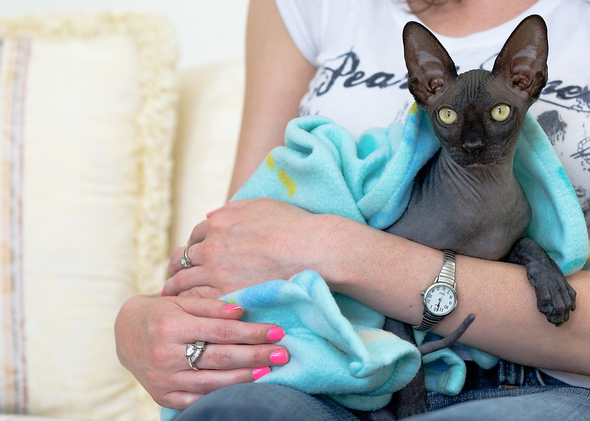 Woman holds her hairless Spinx cat on her lap wrapped in blanket during Geneva, IL cat photography session