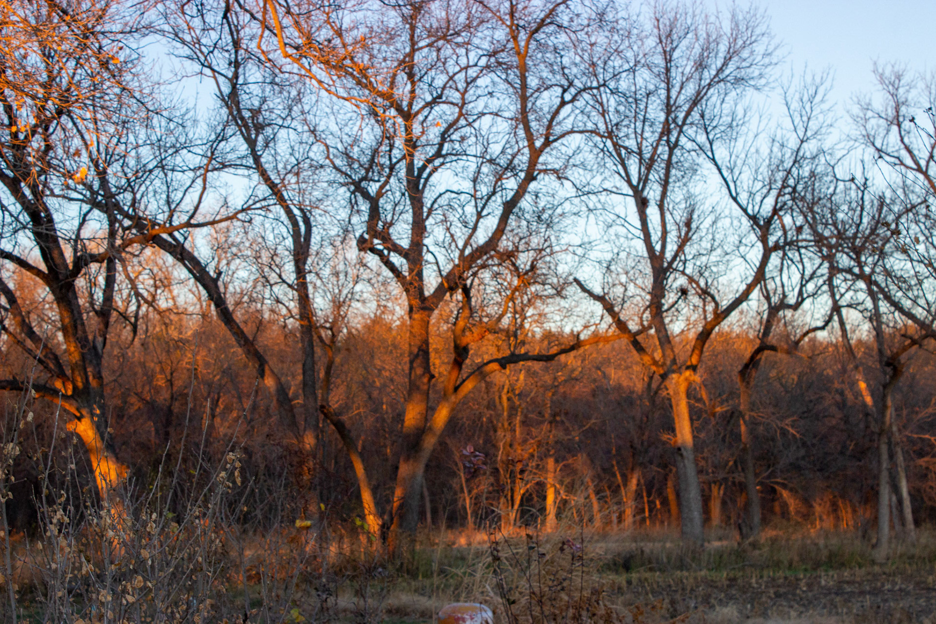 Walnut trees line across the north side of the farm.