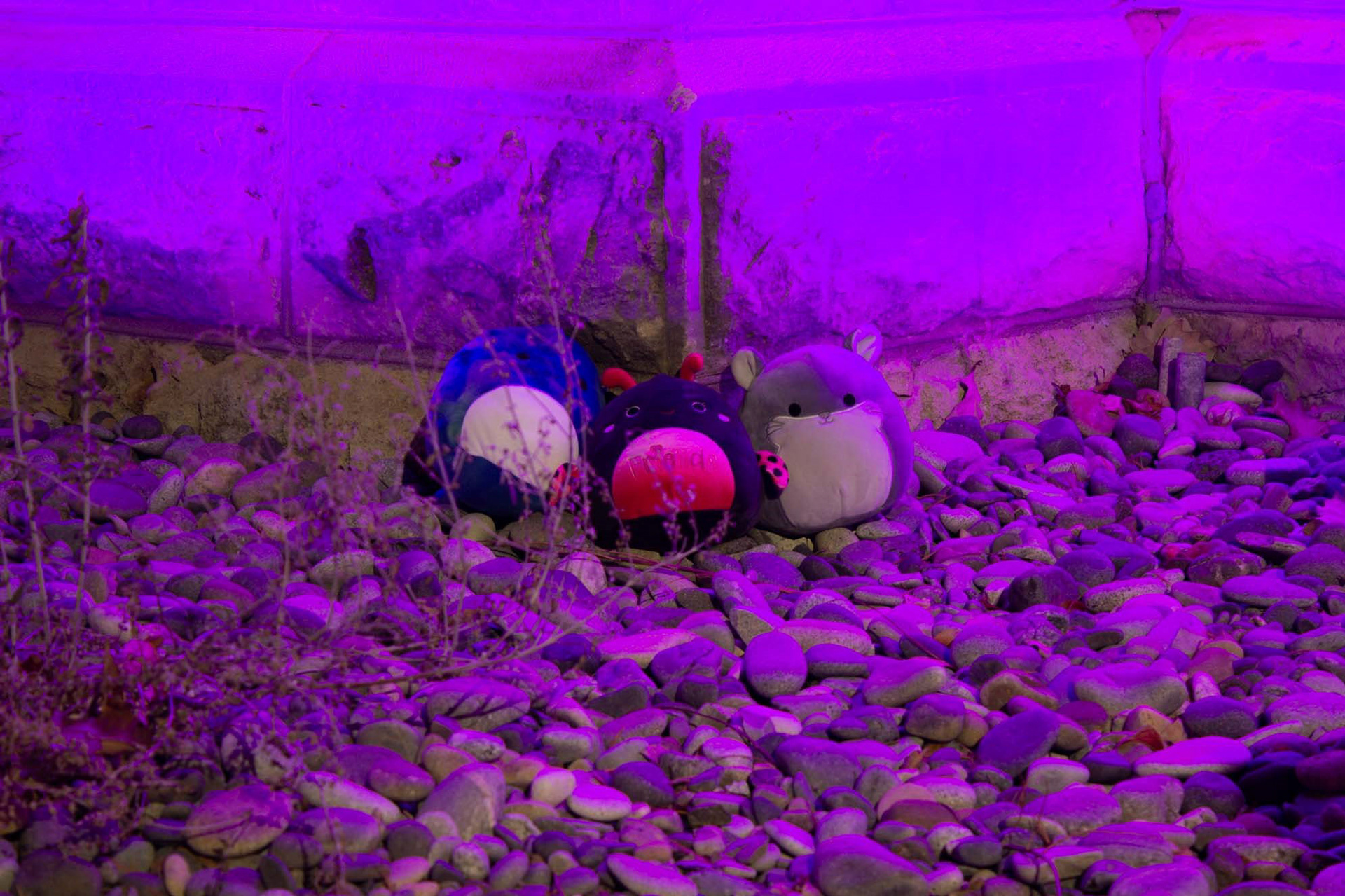Damien, Ladee and Camilo lay amongst the purple lights surrounding Memorial Stadium. (Included on @CarterintheStars)