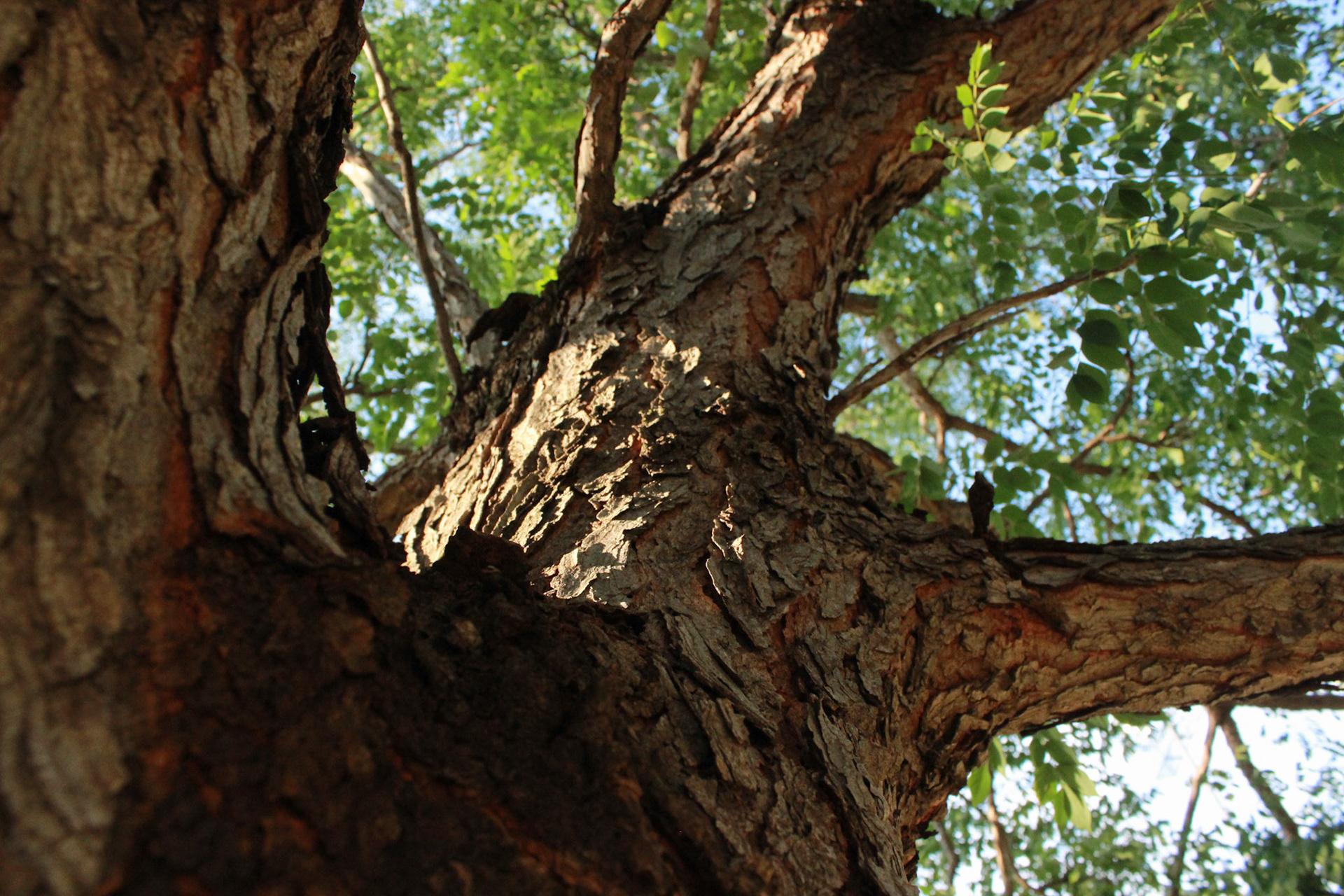 One of the great trees outside of Memorial Stadium, the bark makes for a great texture most Midwesterners can feel through the image. This tree is located on the northwest side of the stadium. 
