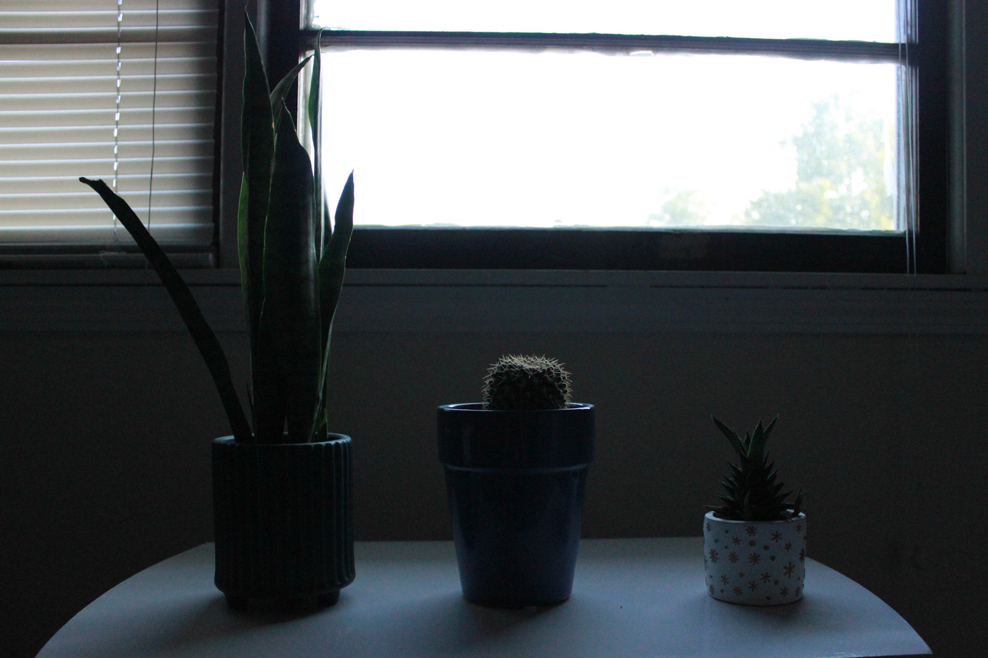 My roommate opens the window to our apartment in the morning to give his cacti light. The sun makes for a great backlight to show off the cacti’s figures.