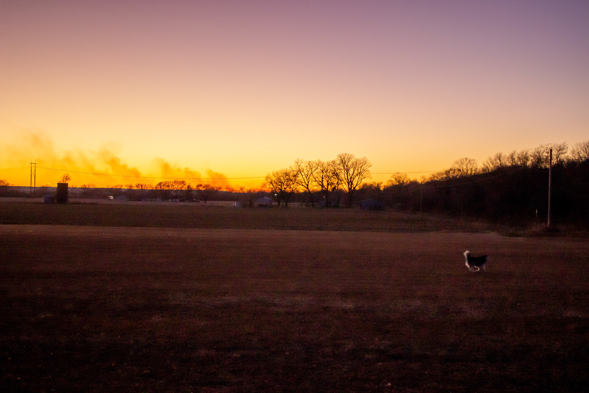 Kaya runs across the neighbor's field.
