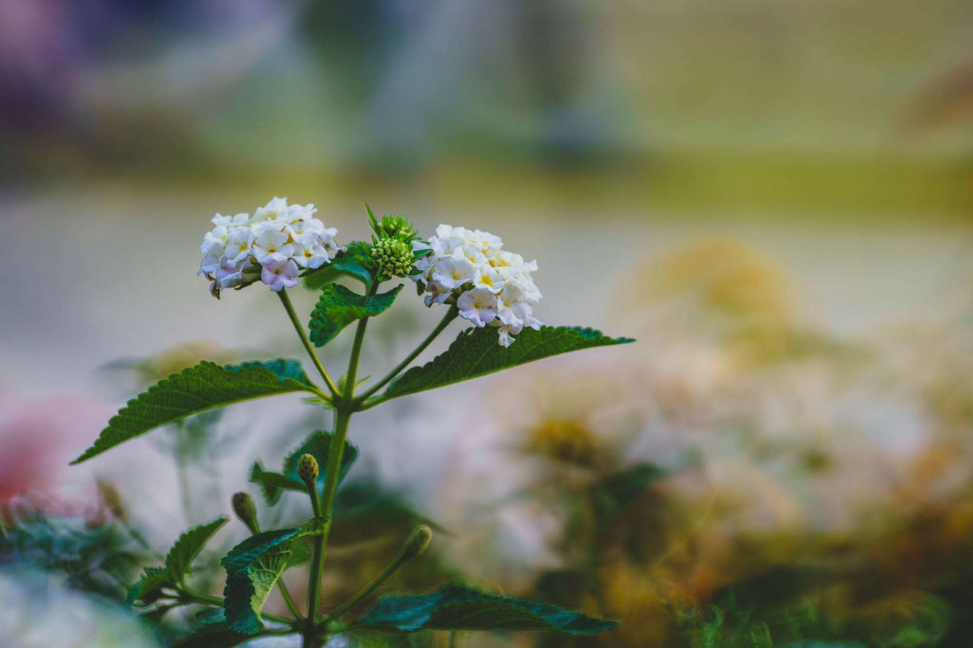 "White Lantana" 2026