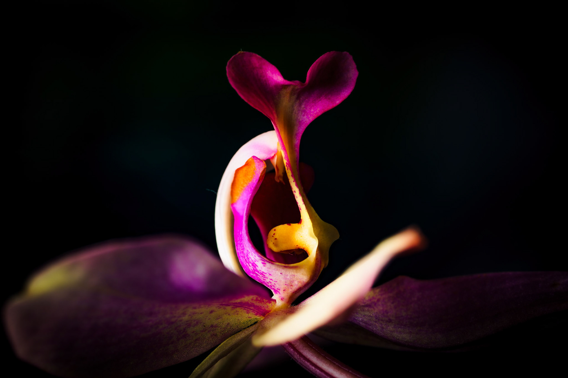 "Graceful Figure" 2026