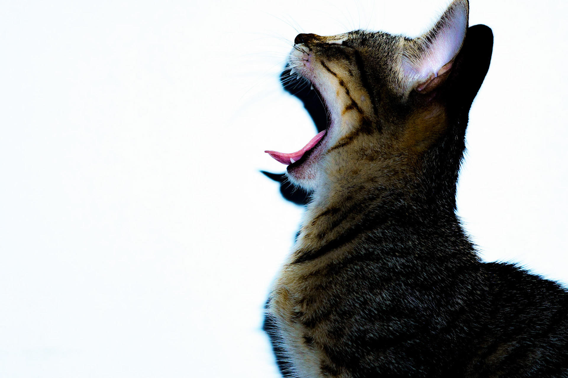 "That Maximum Gape" 2026