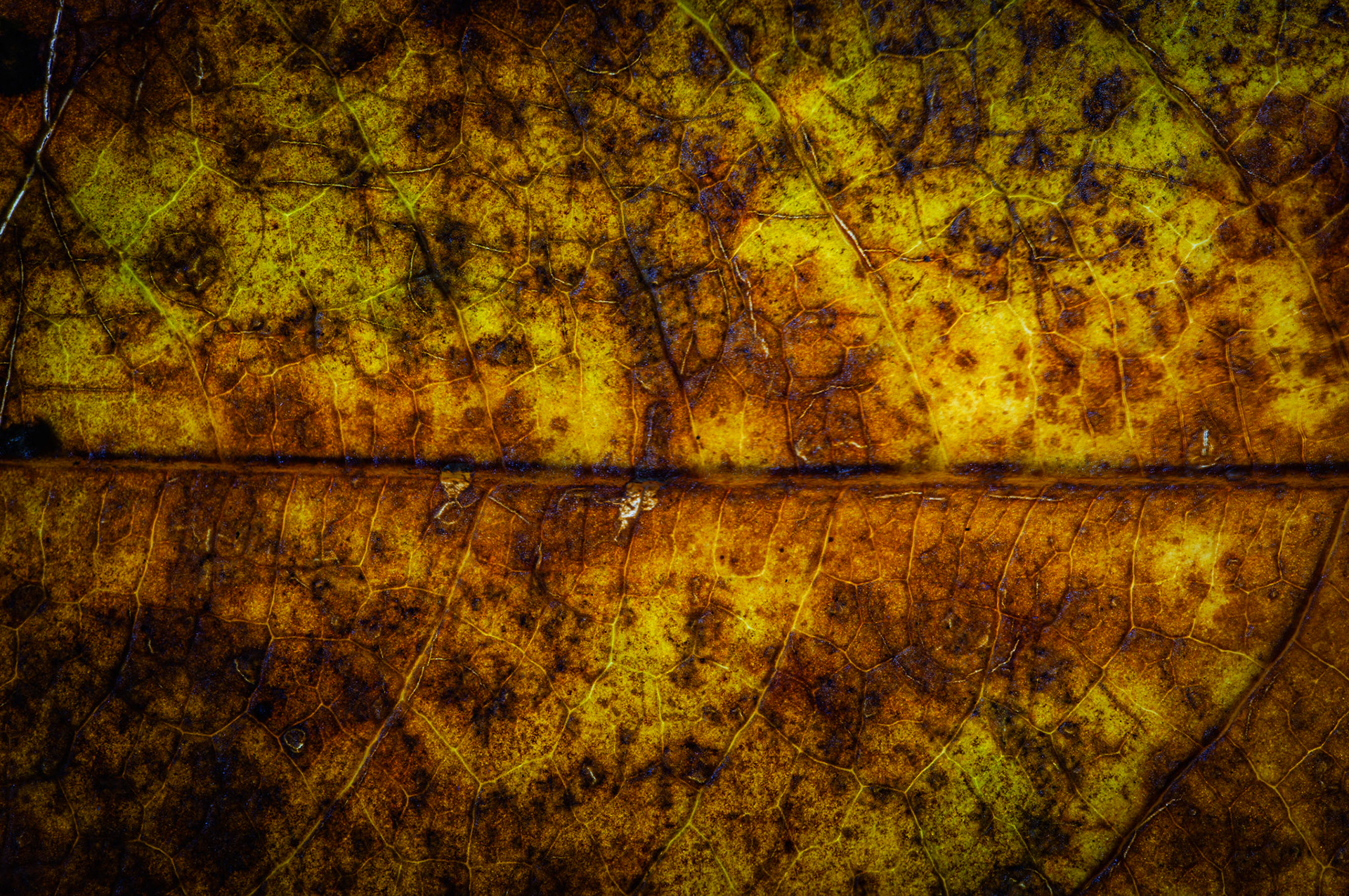 "The Markings of Life" 2025