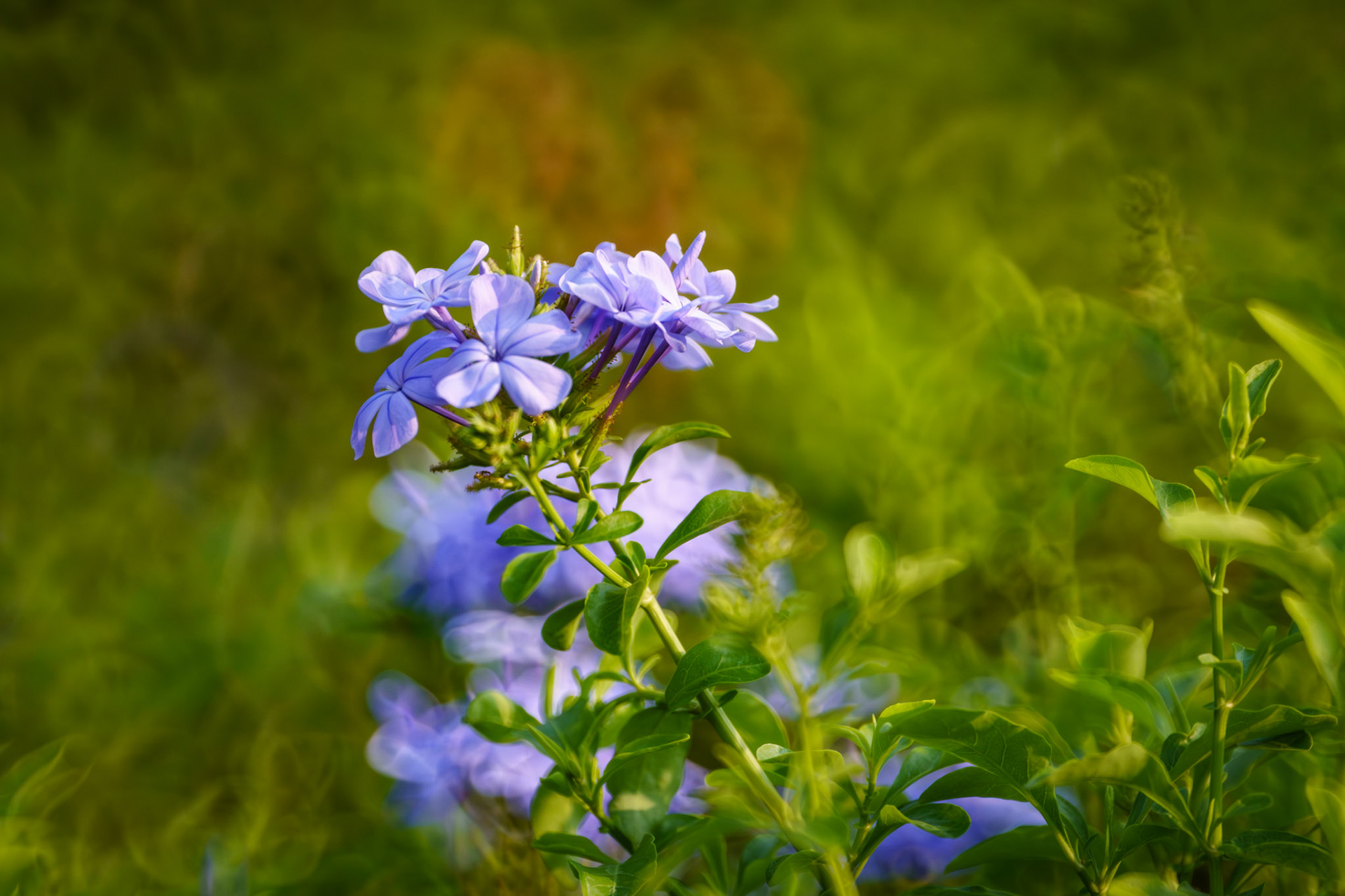 "Sweet Thoughts" 2026