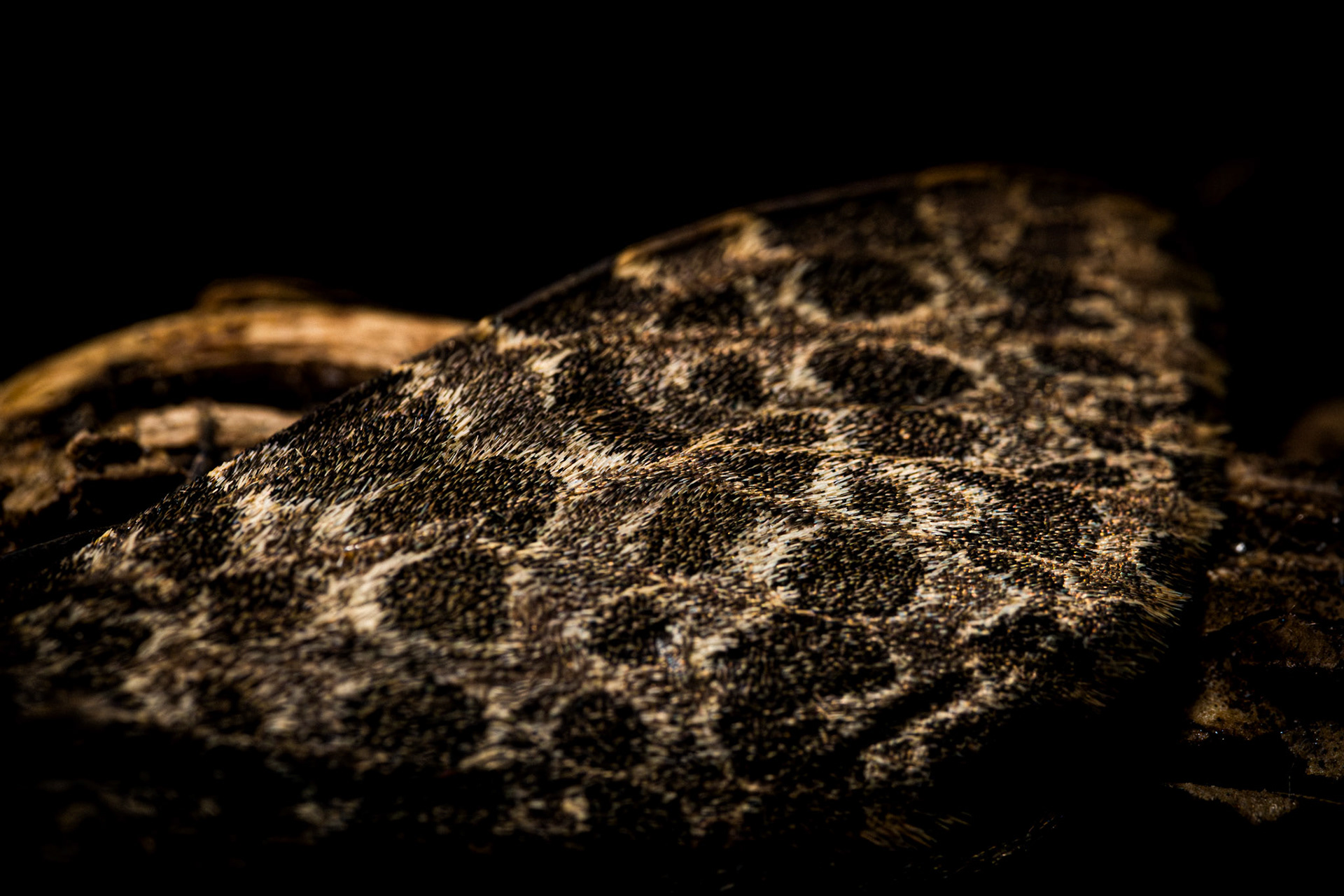 "Just Stay Calm" 2025