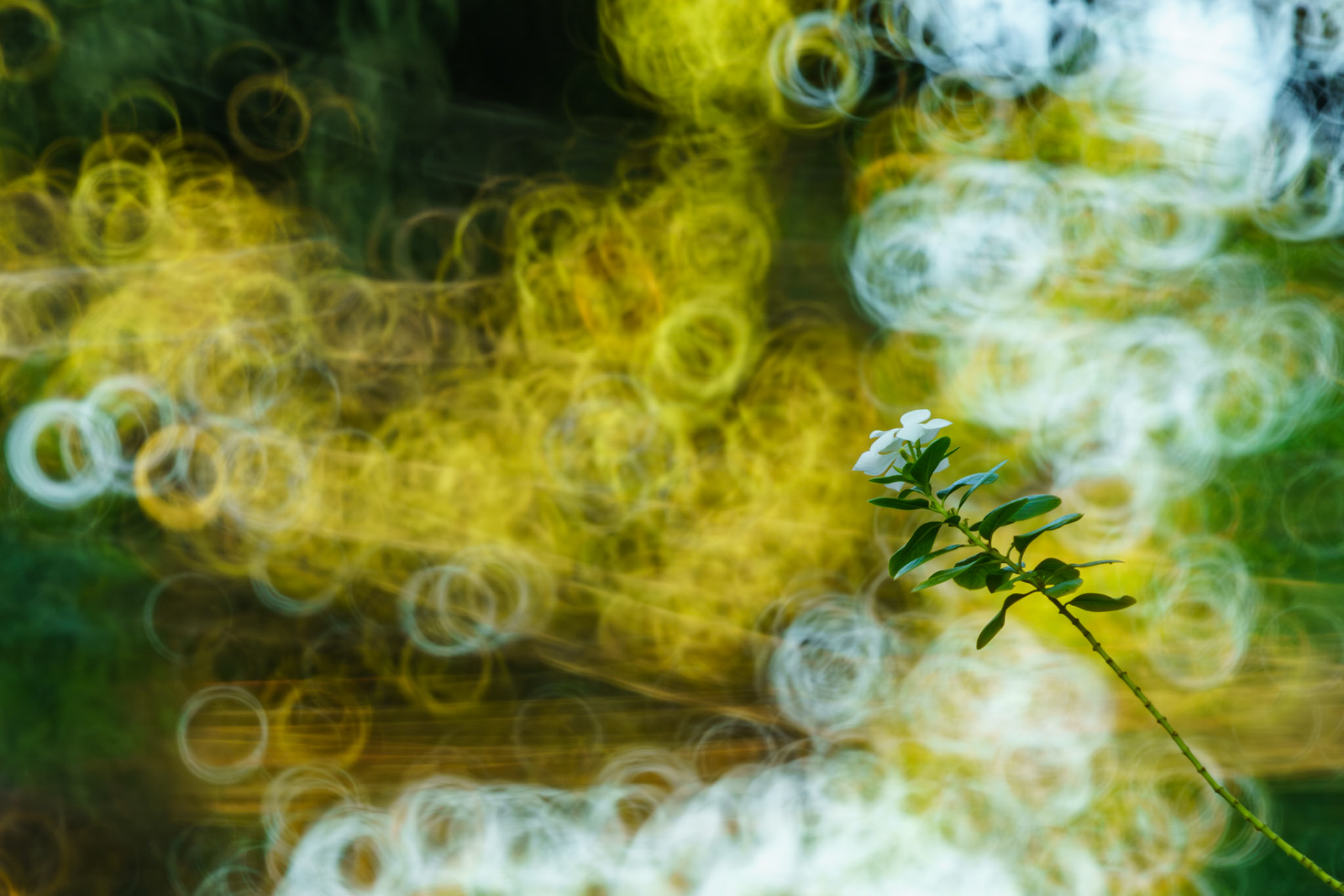 "Madagascar Periwinkle" 2026