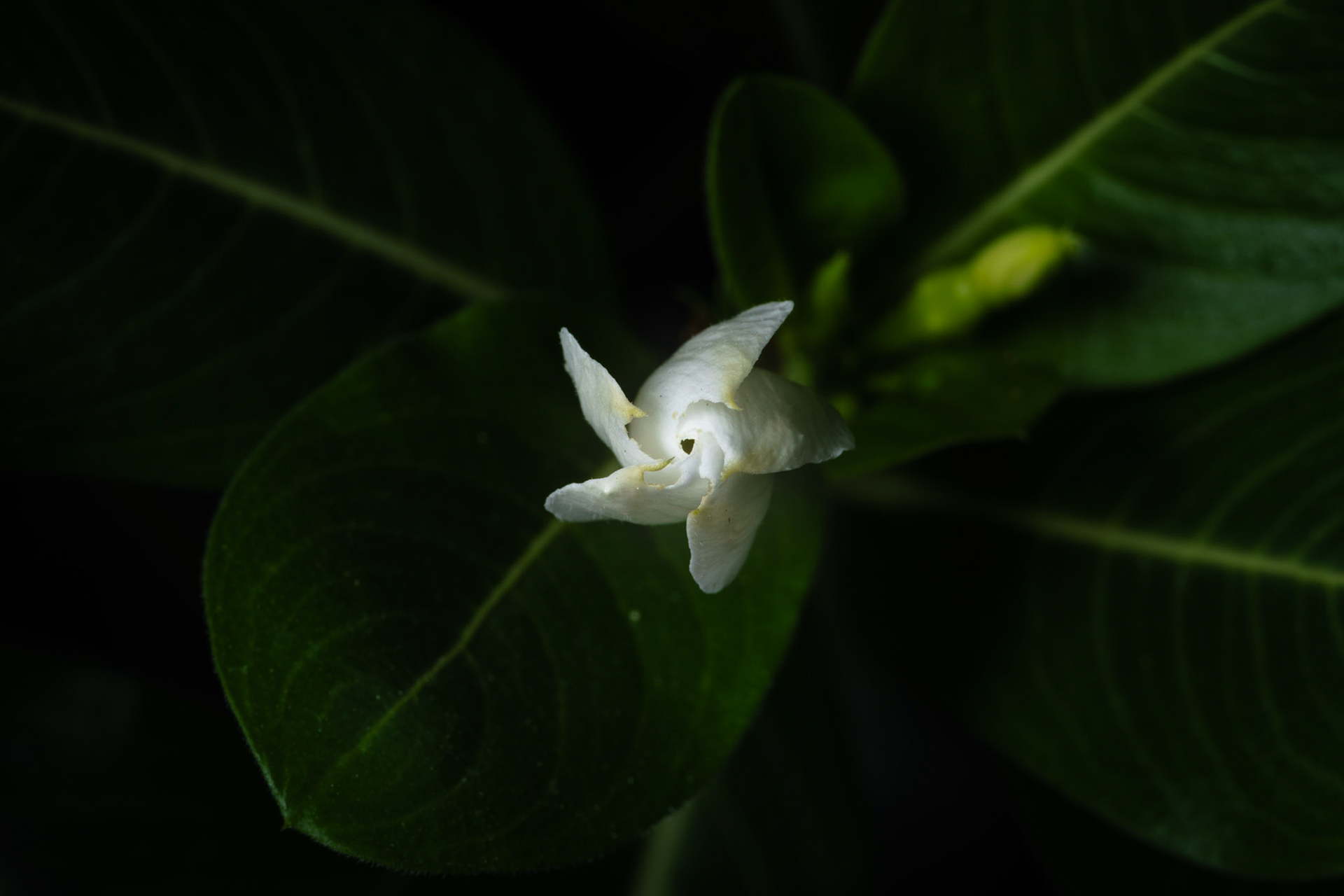 "Spiral Blooming" 2026