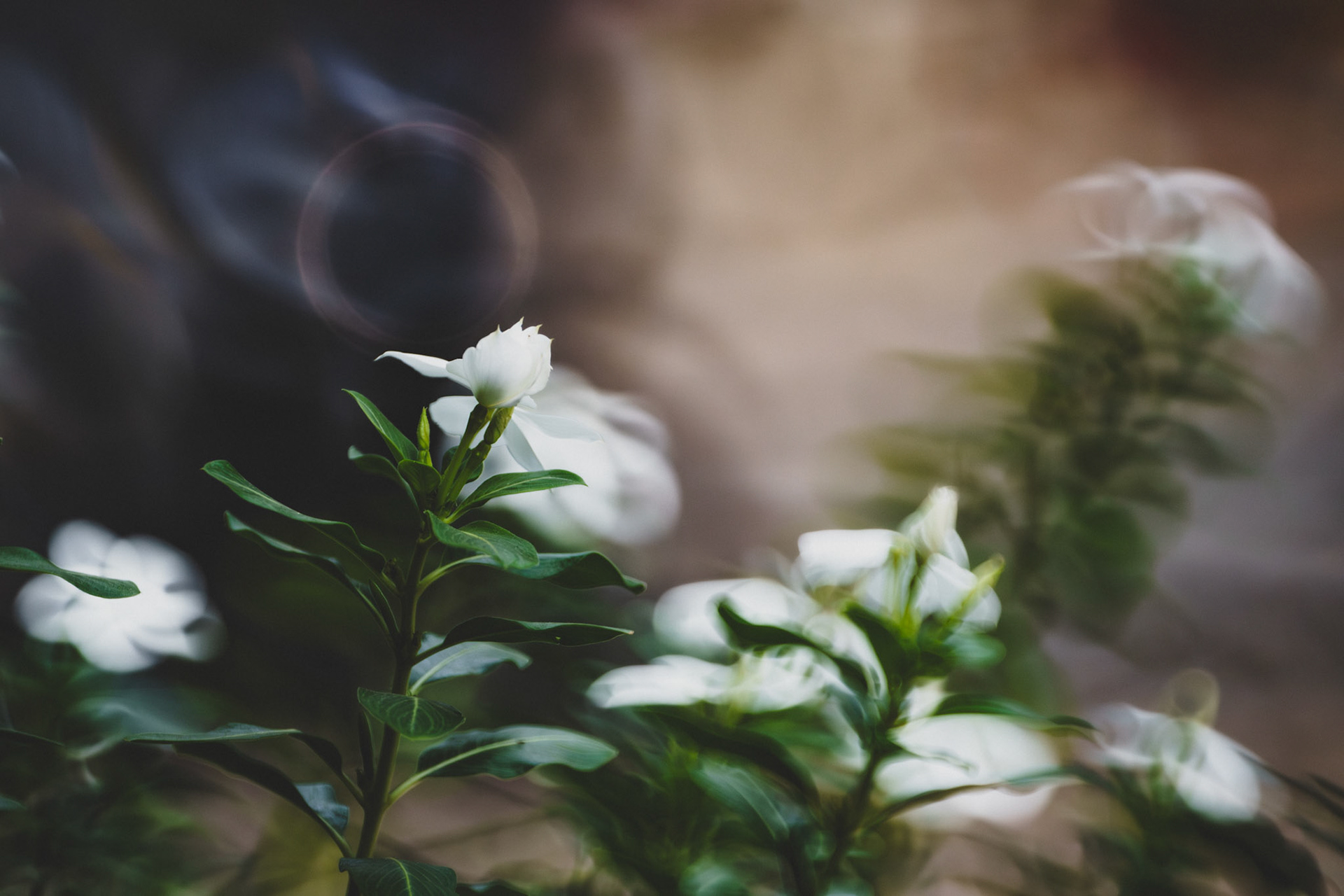 "Madagascar Periwinkle" 2026