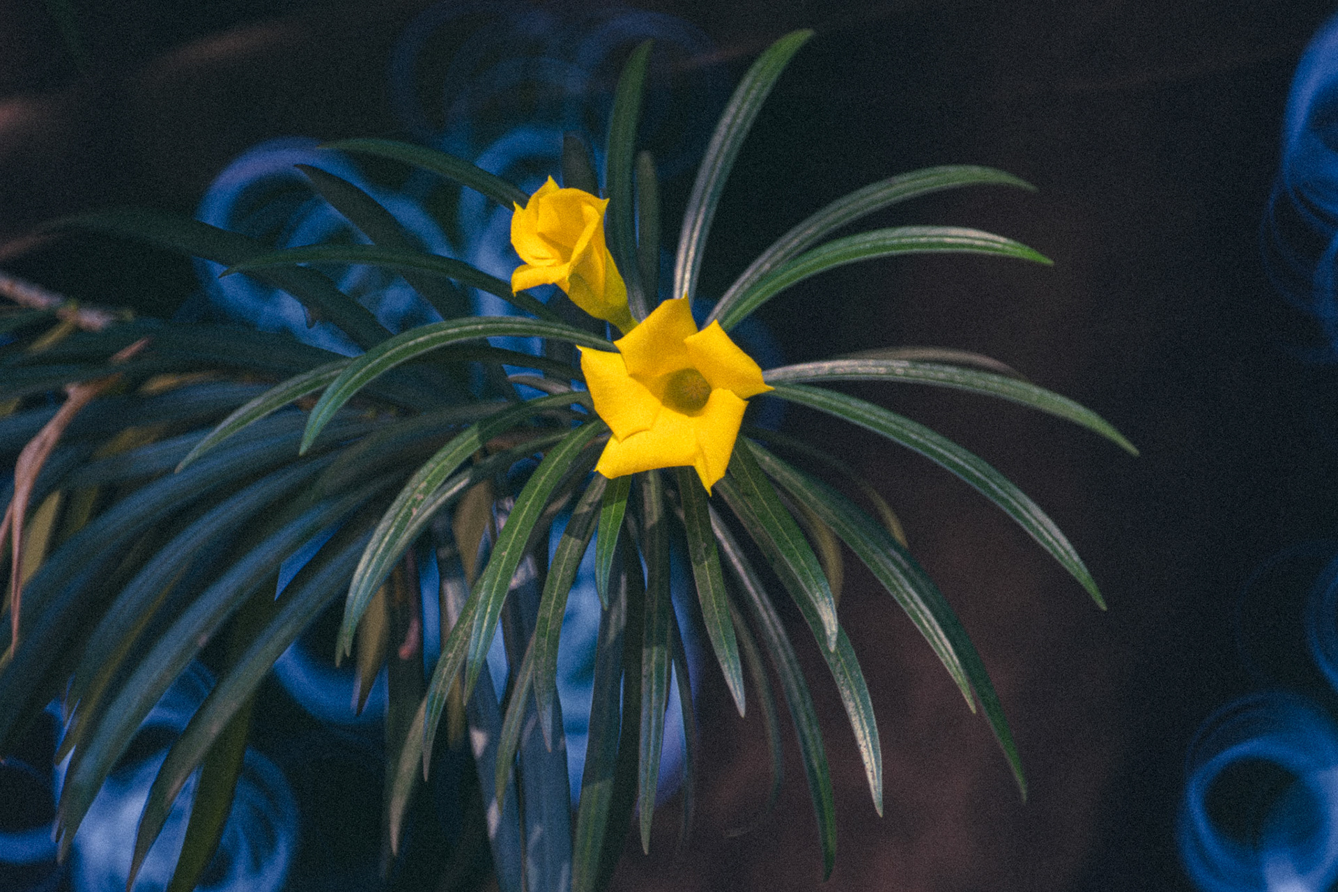 "Yellow Oleander" 2026