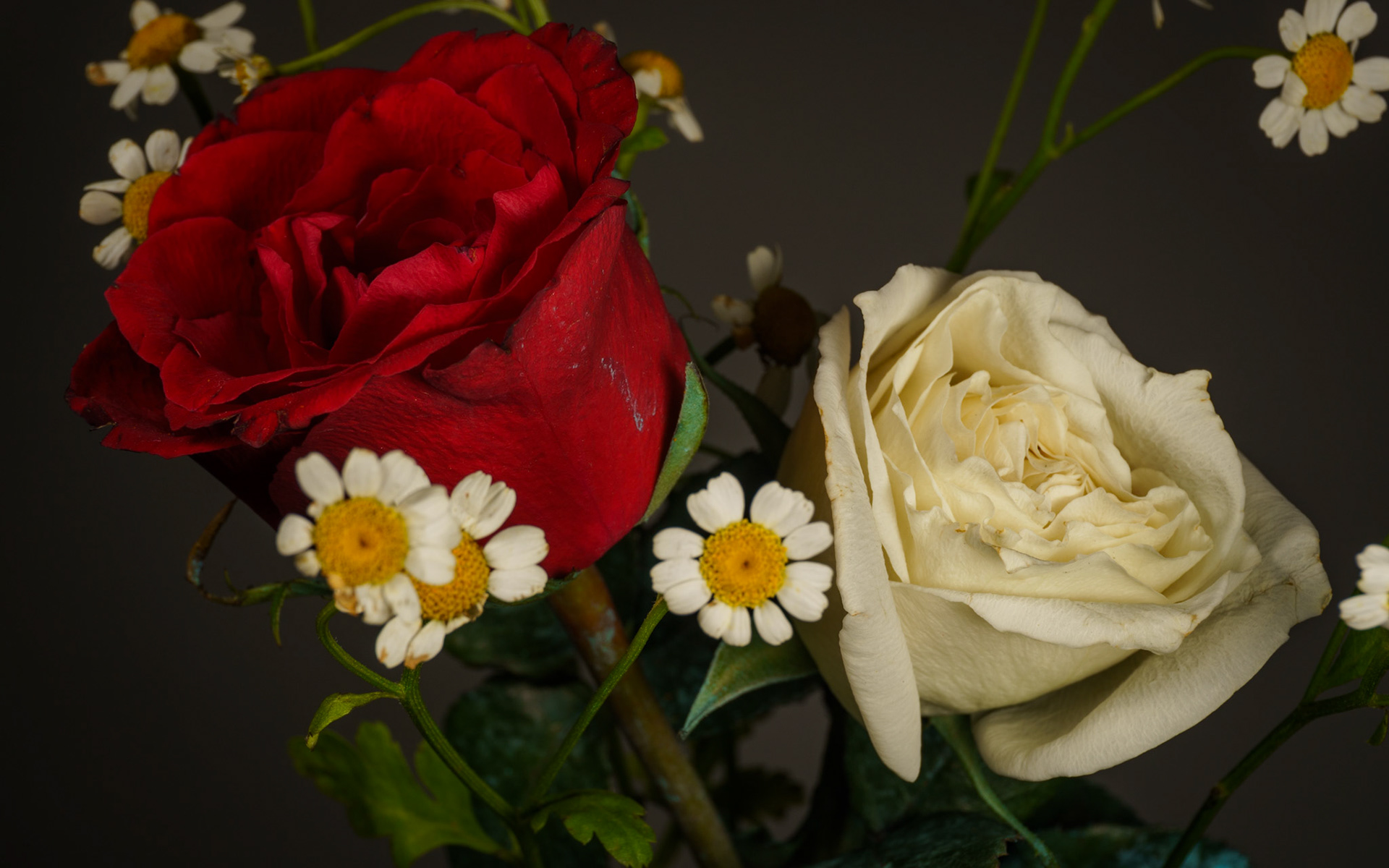 "Fierce and Fragile" 2026