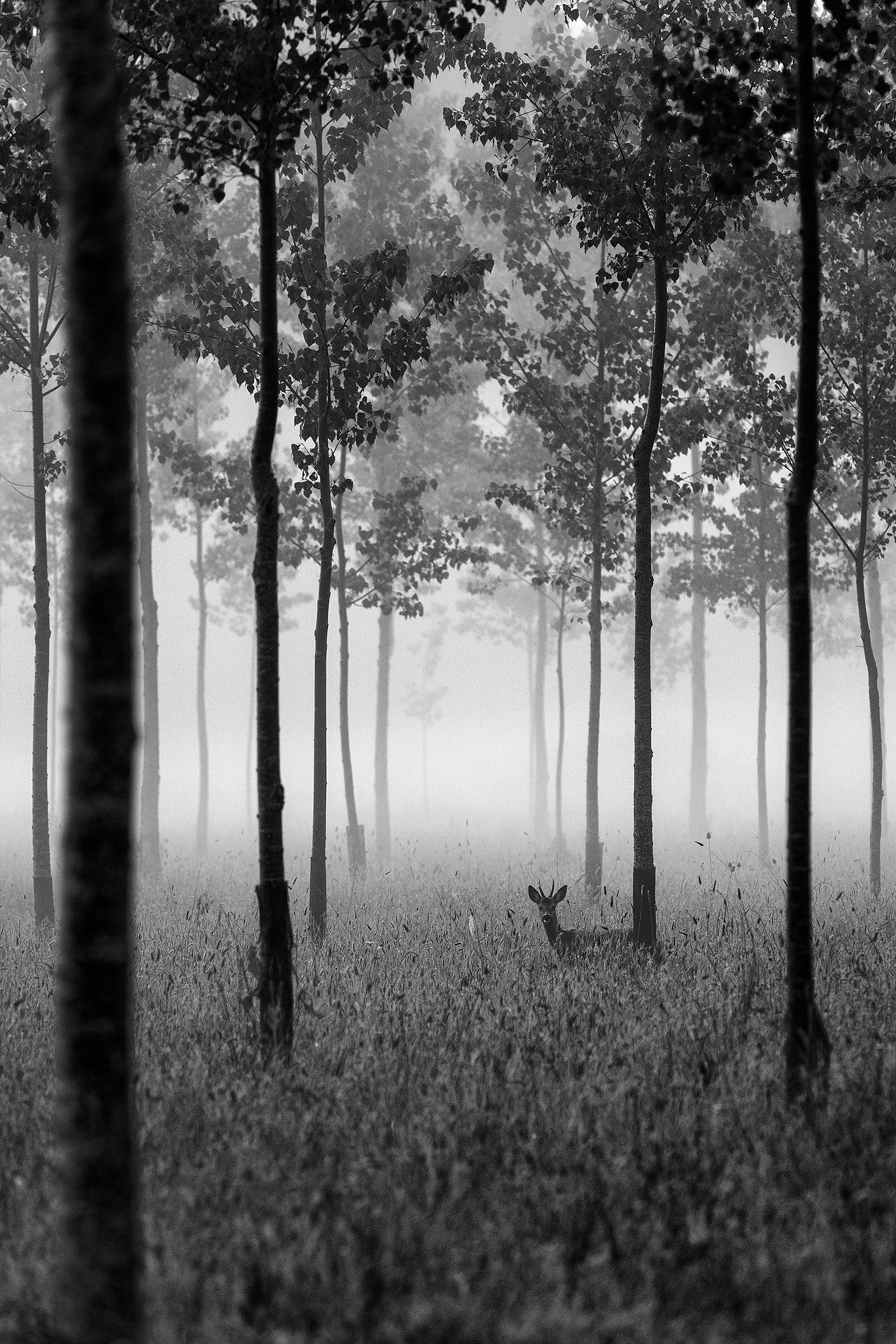 Bambi