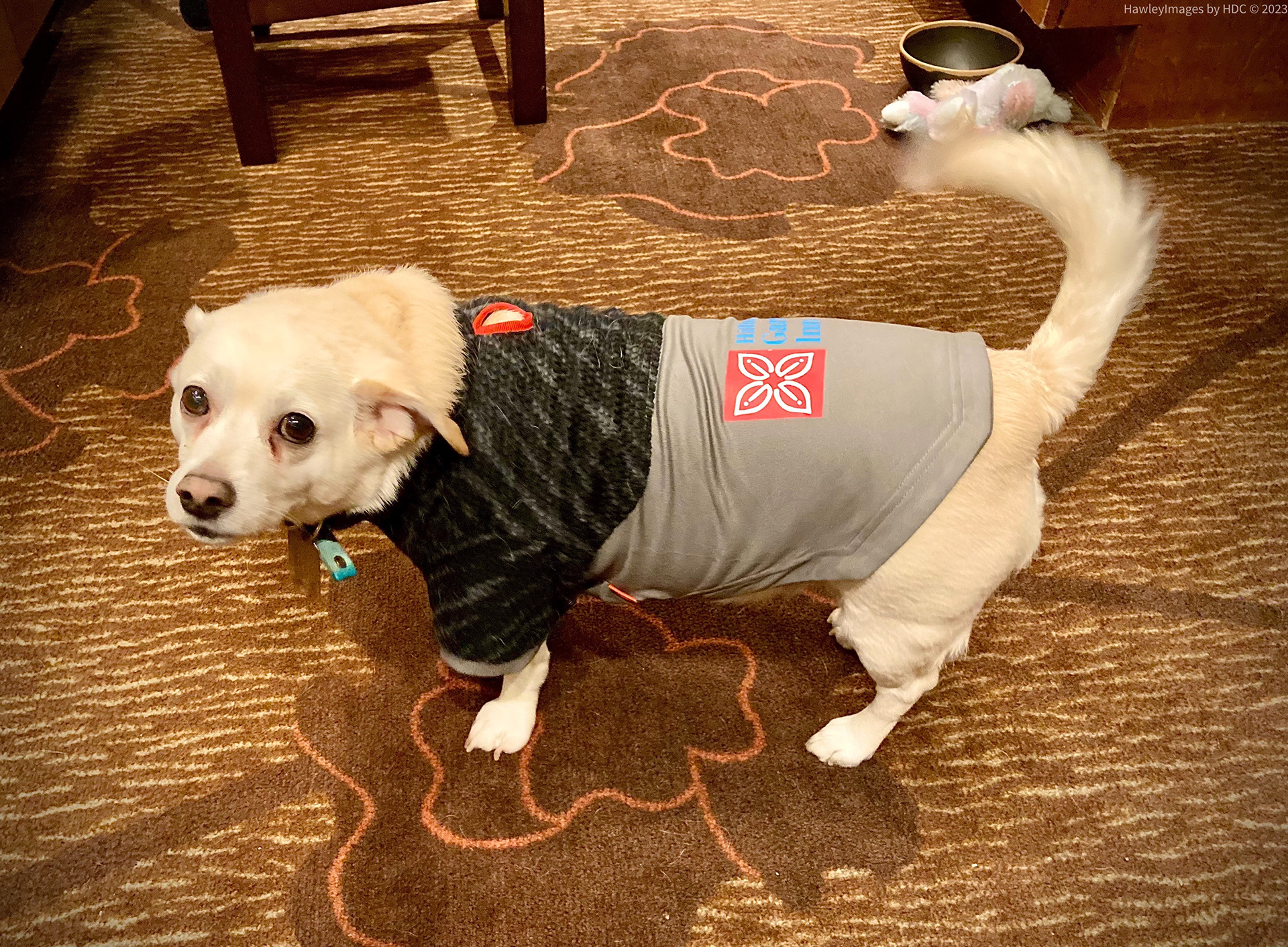 Hilton Garden Inn Mascot