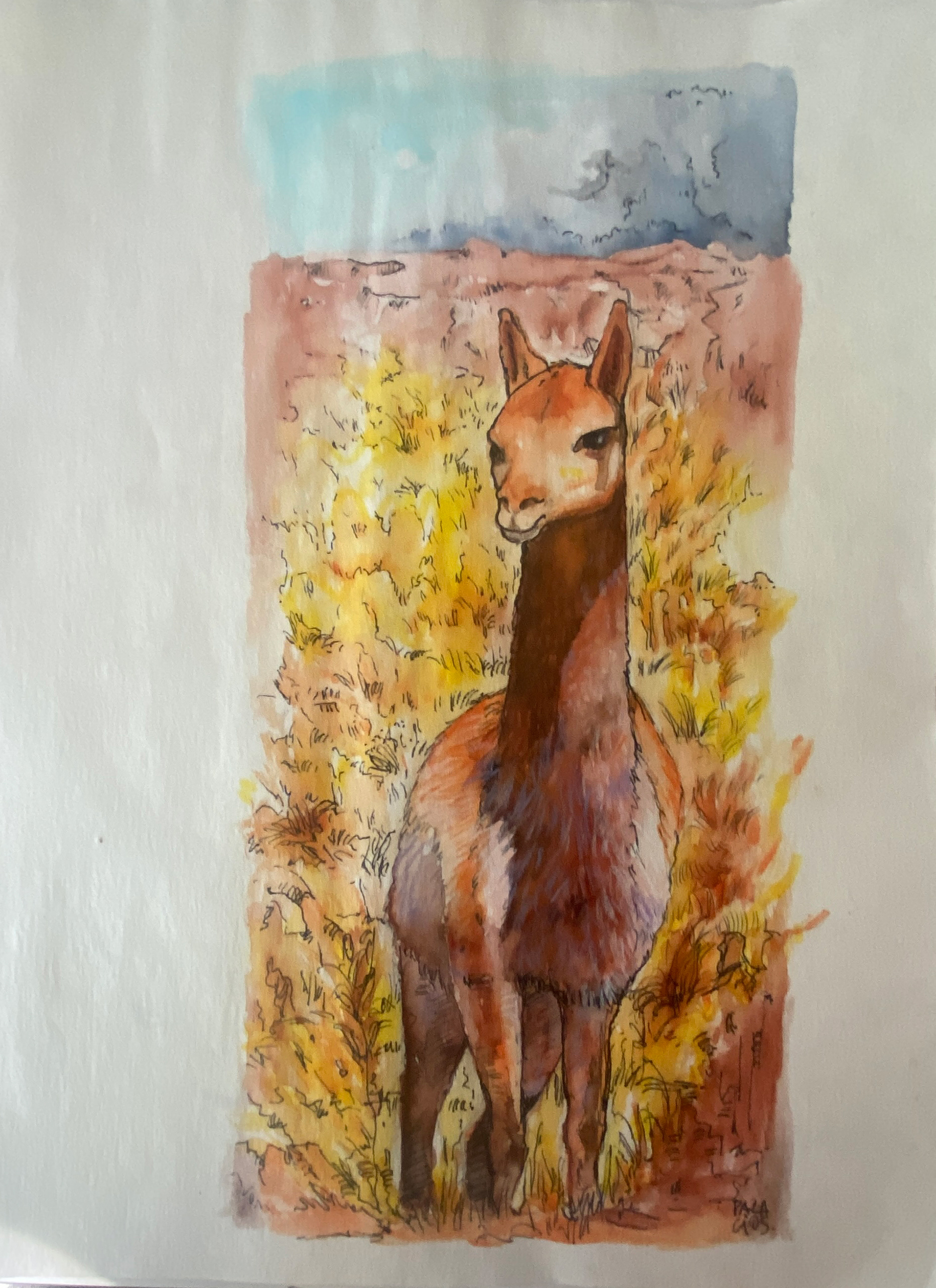 Vicuña