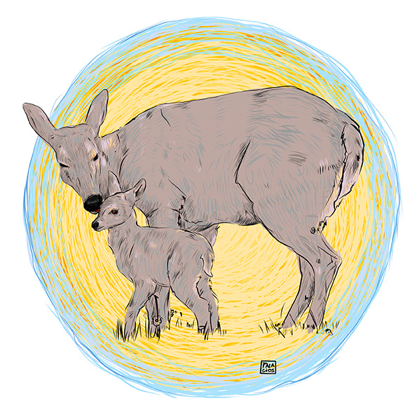 Fauna Nativa / Huemul