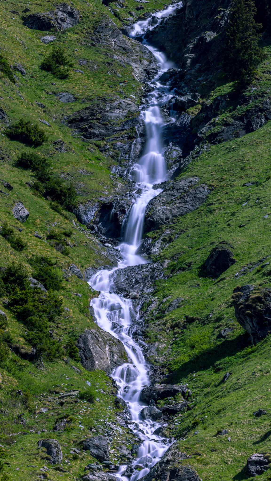 Diure du Crêt