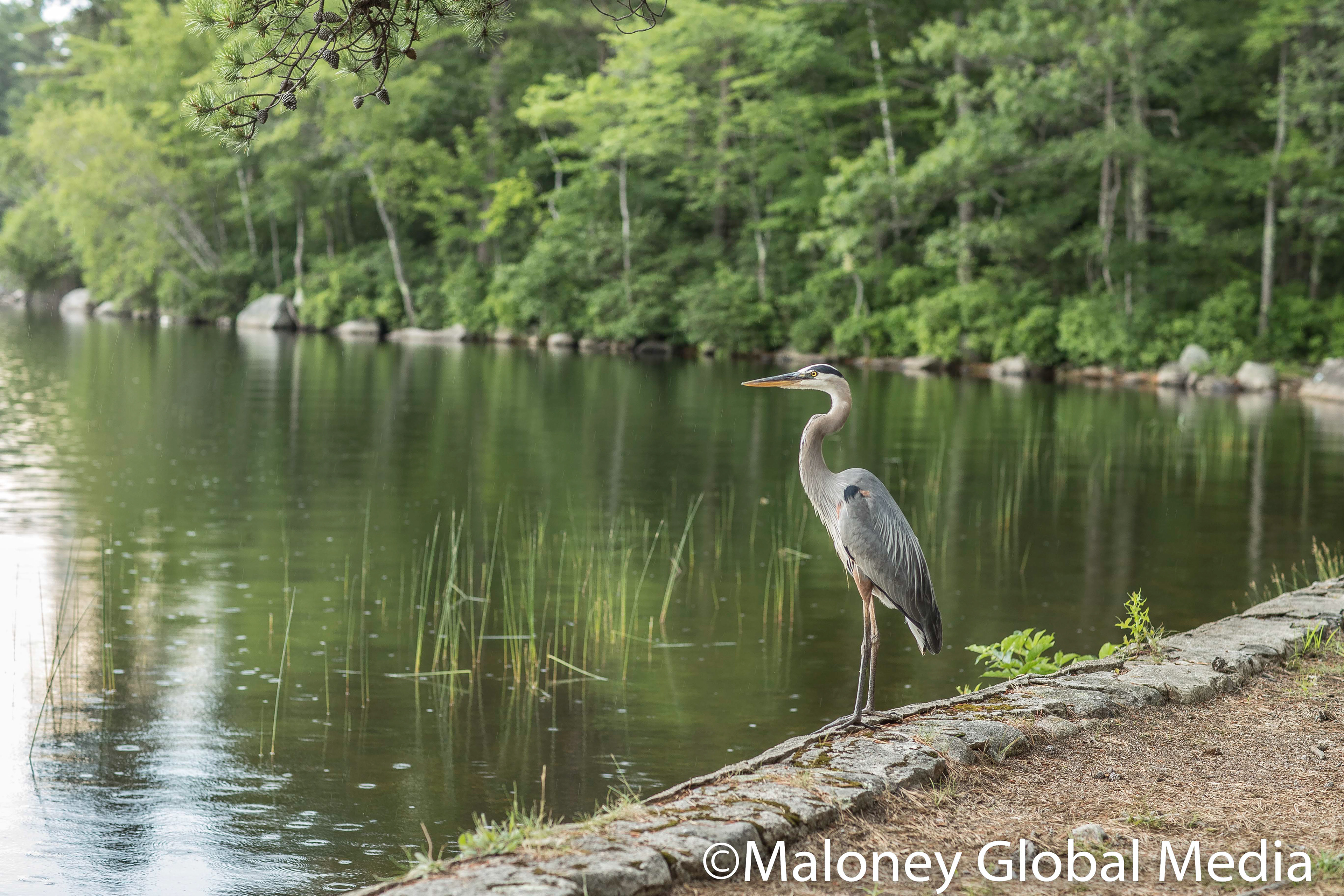 Blue Heron, Lake Massabesic, NH