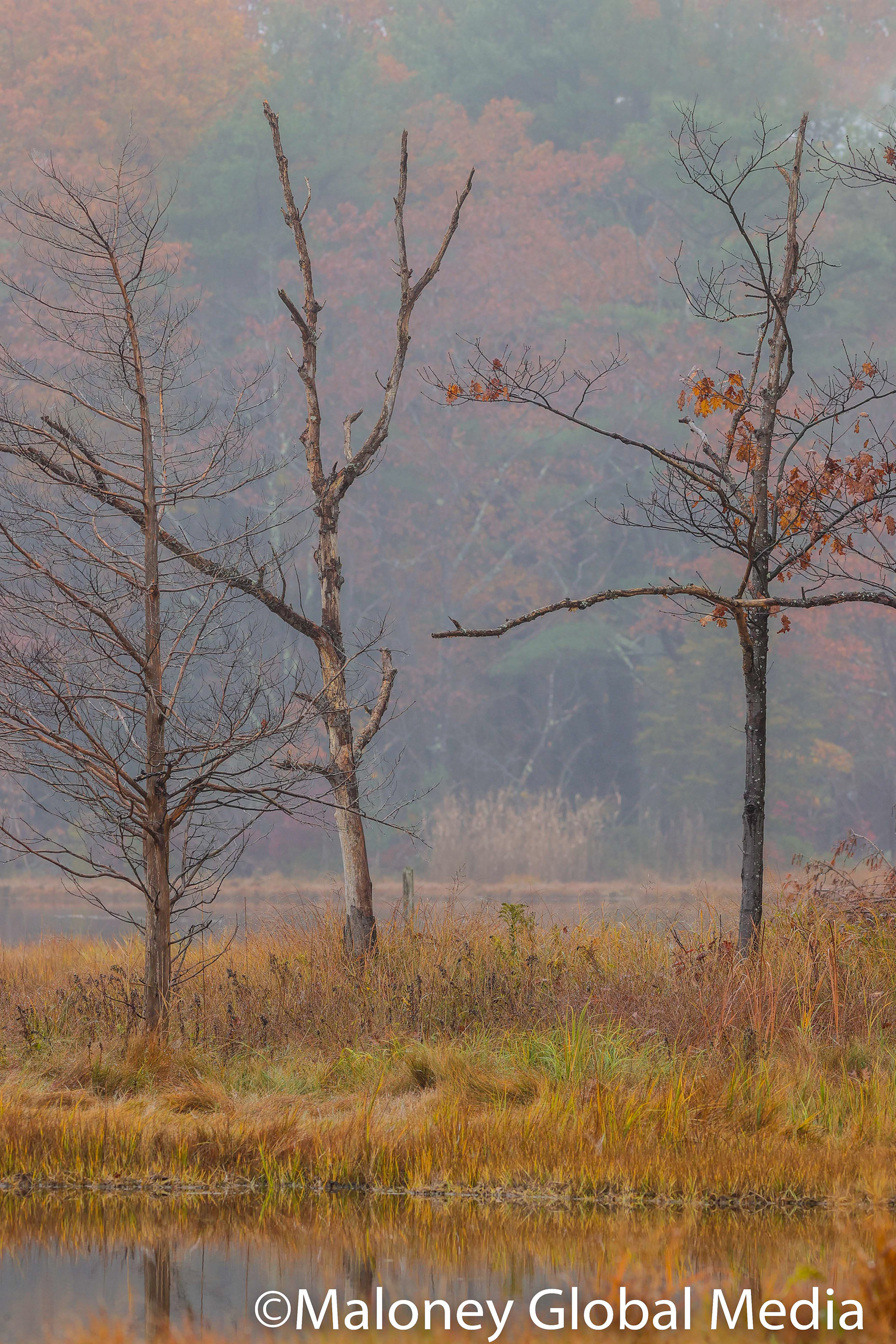 The Fog, Rye, NH