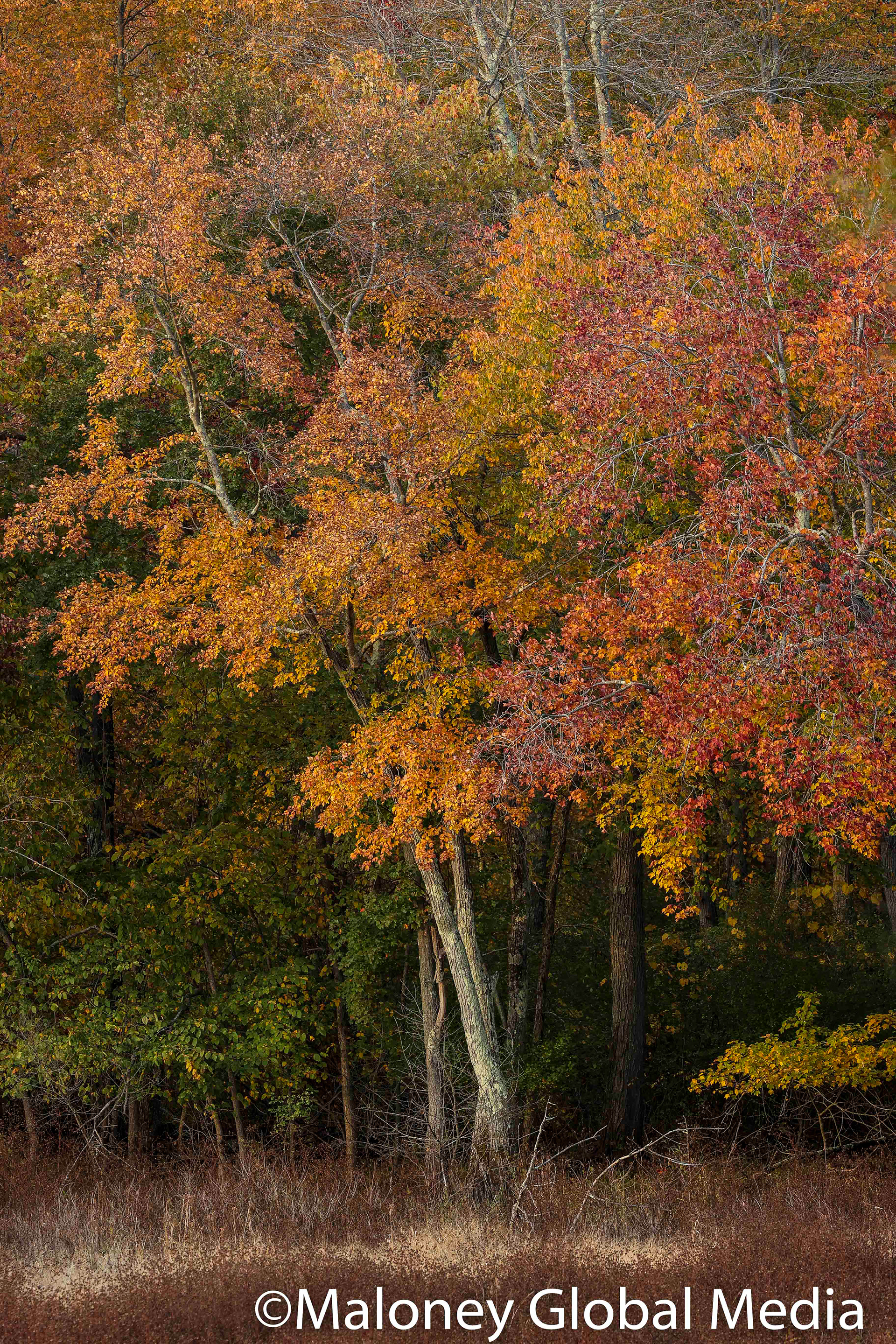 Trees at Sudbury River, Ma.