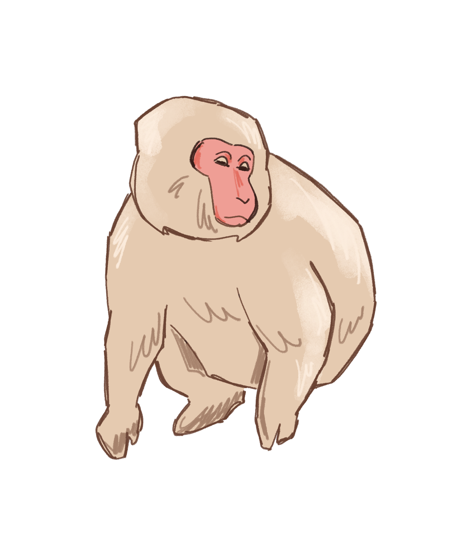 Japanese Macaque