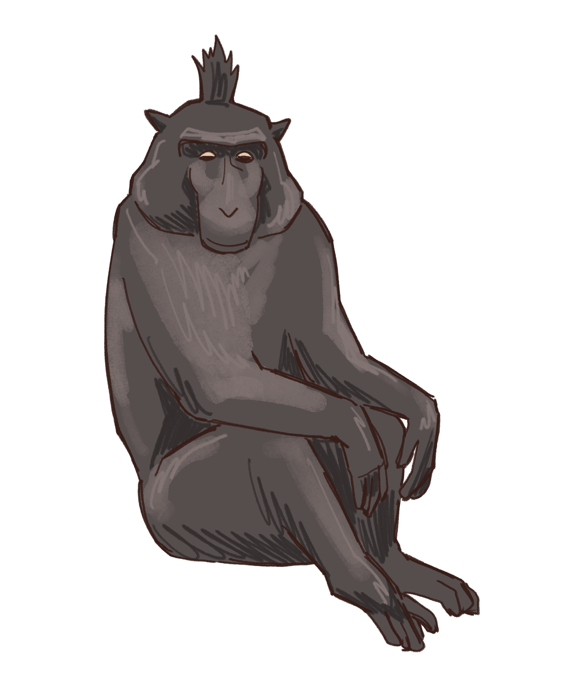 Black Crested Macaque